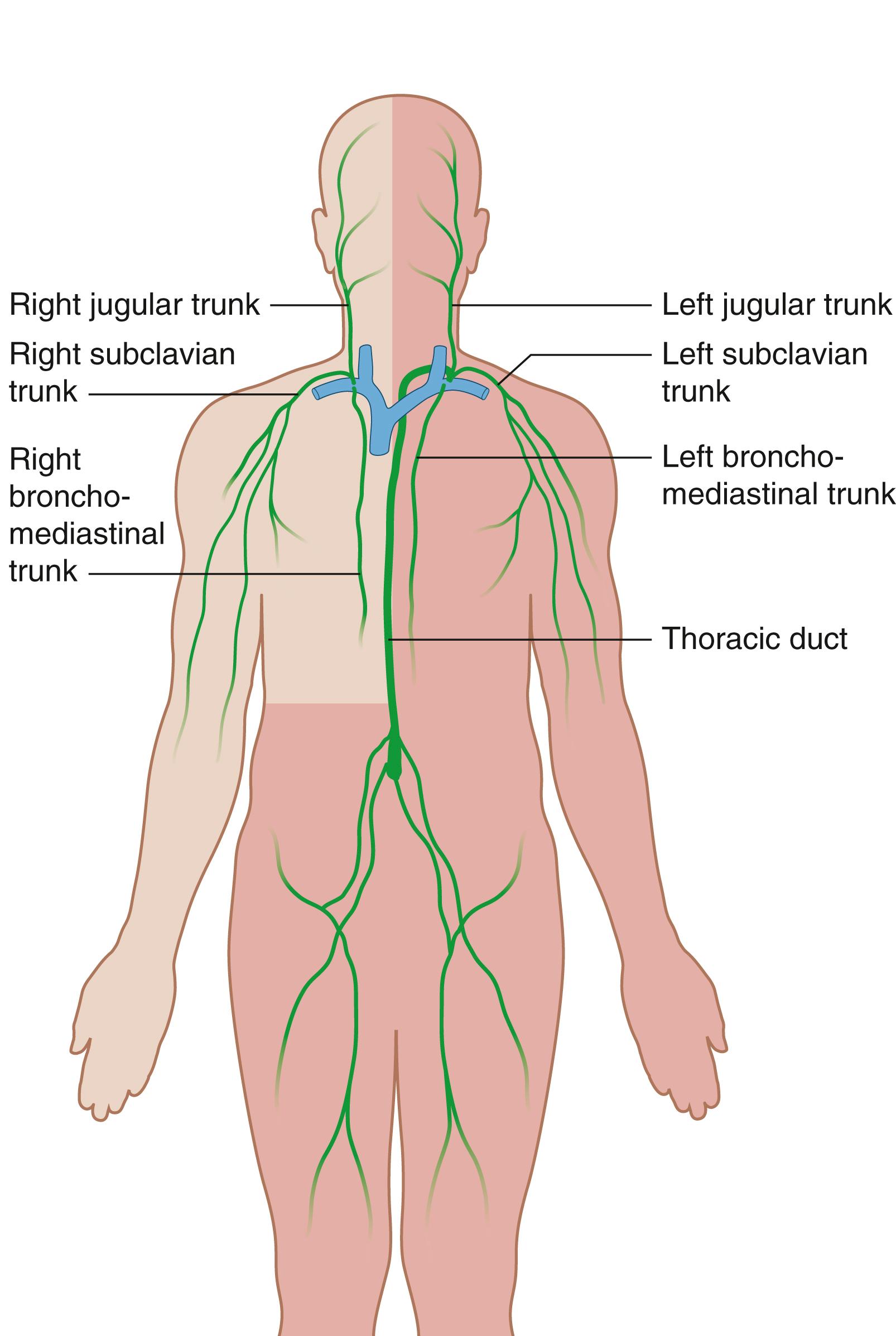 Fig. 5.3, Major lymphatic vessels that drain into large veins in the neck.