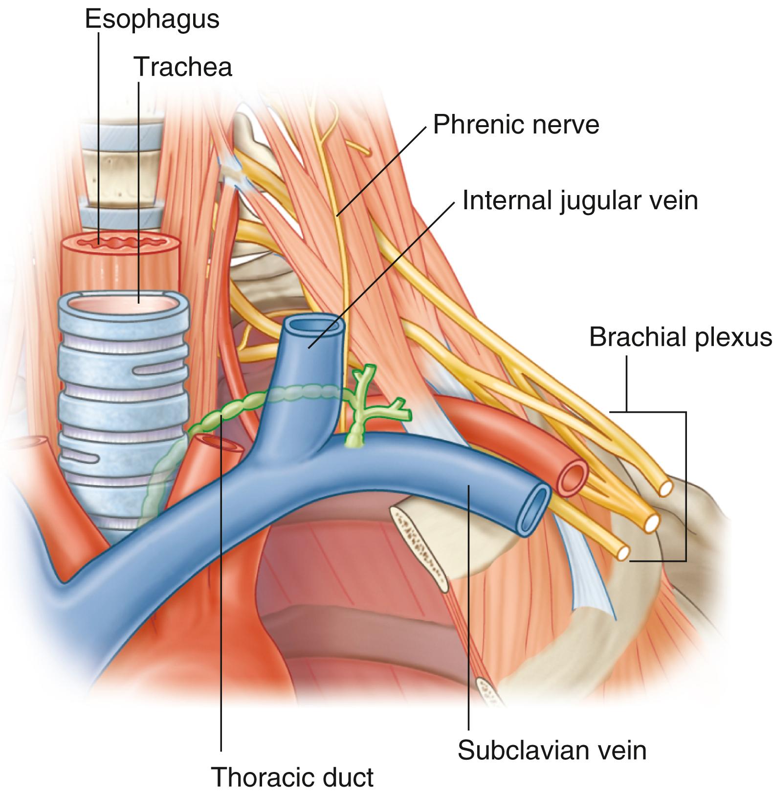 Fig. 5.4, Thoracic duct in the root of the neck.