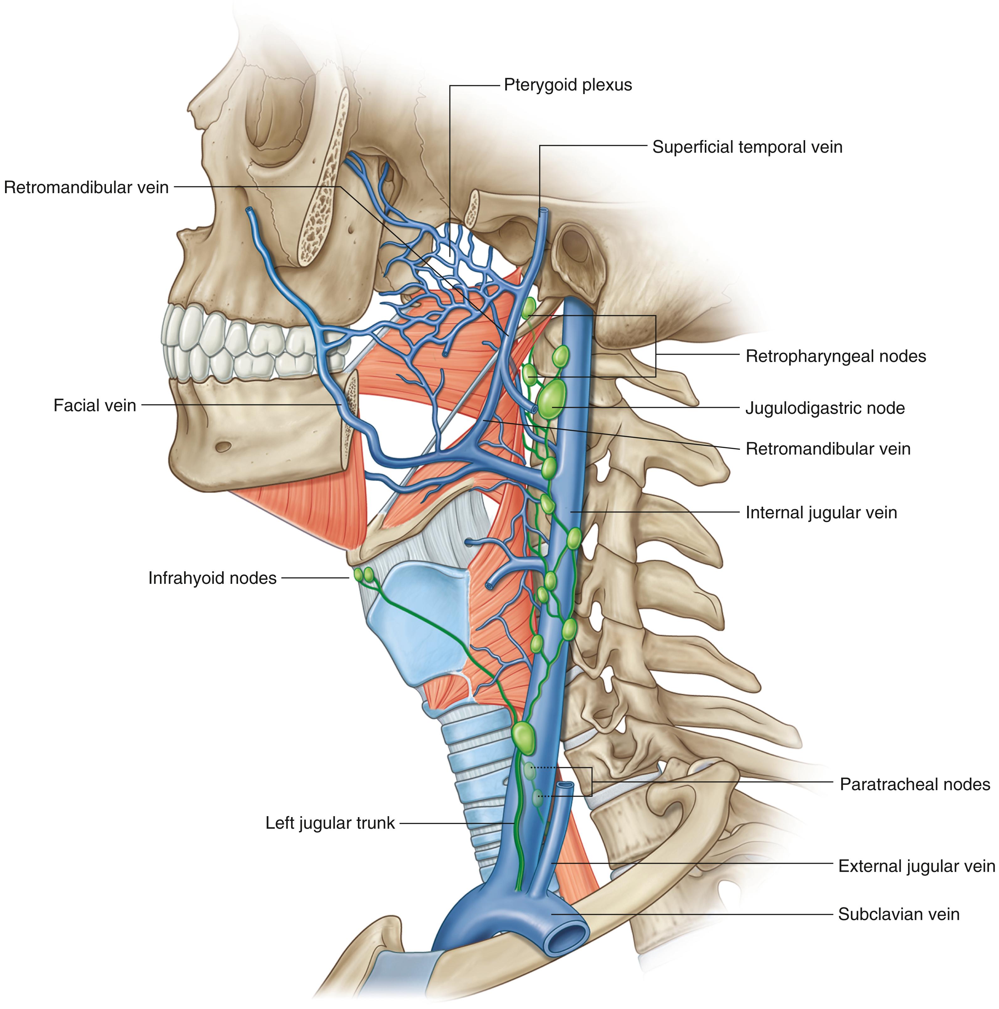 Fig. 5.7, Venous and lymphatic drainage of the pharynx.