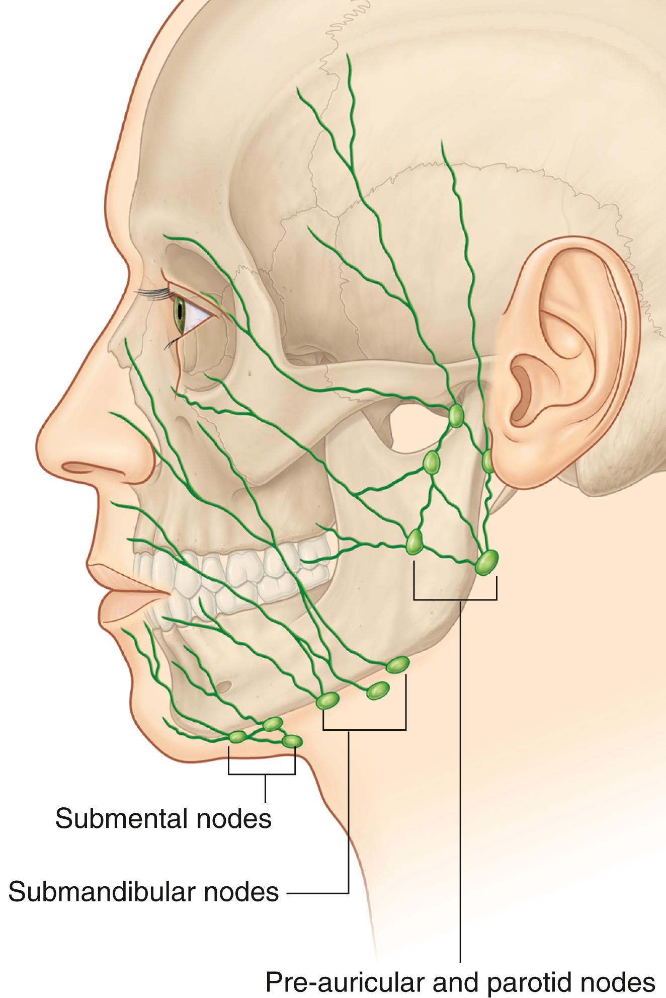 Fig. 5.8, Lymphatic drainage of the face.