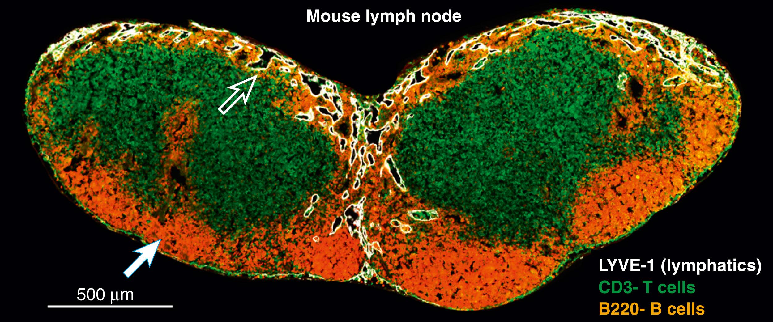 Fig. 44.3, Anatomy of a mouse lymph node. Open arrow shows subcapsular sinus. Closed arrow shows medulla of lymph node.