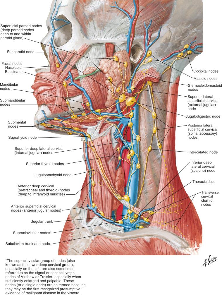 Figure 8.1, Lymphatic anatomy of the head and neck region.