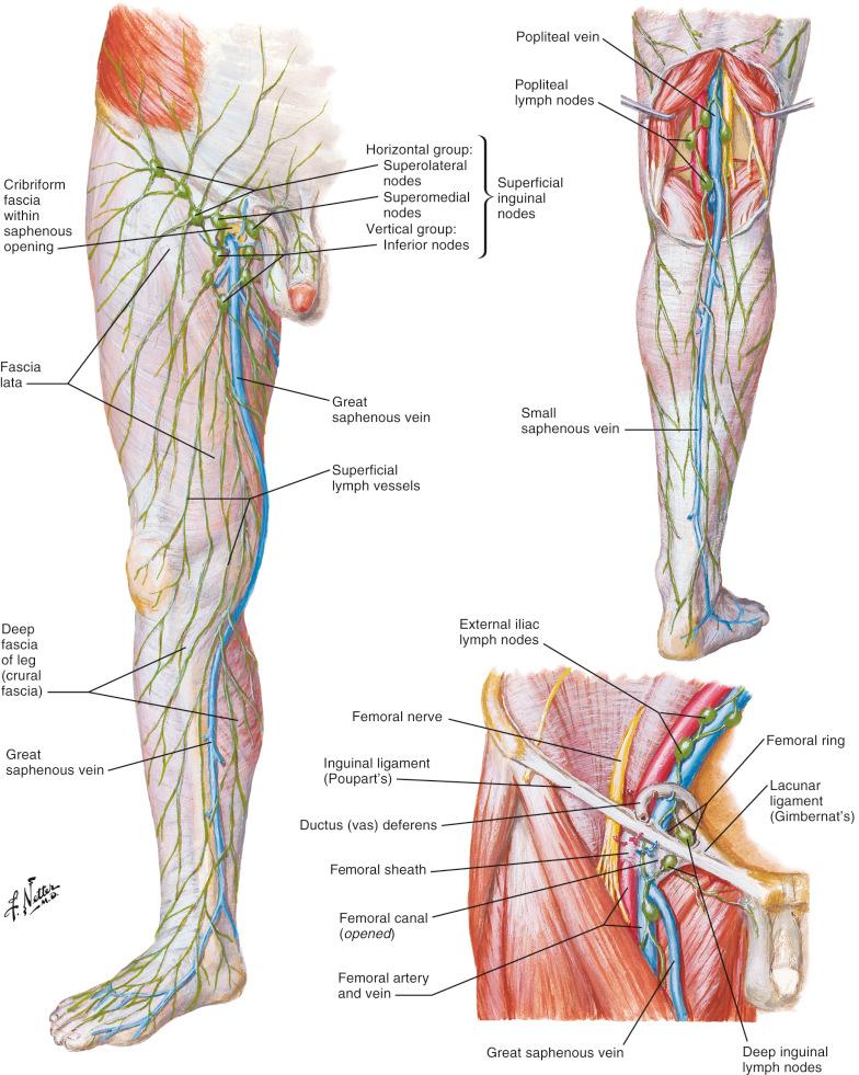 Figure 8.2, Lymphatic anatomy of the lower extremity.