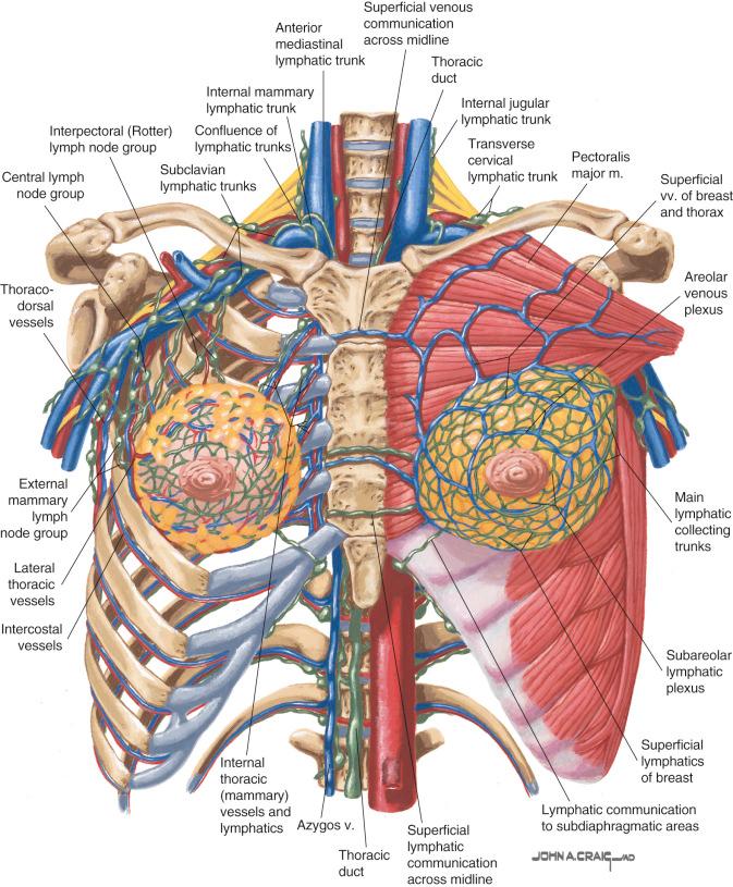 Figure 8.3, Lymphatic anatomy of the upper body.