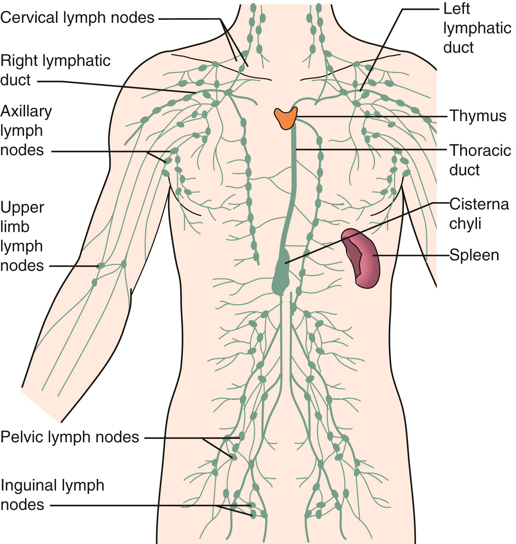 Figure 168.1, Lymphatic System.