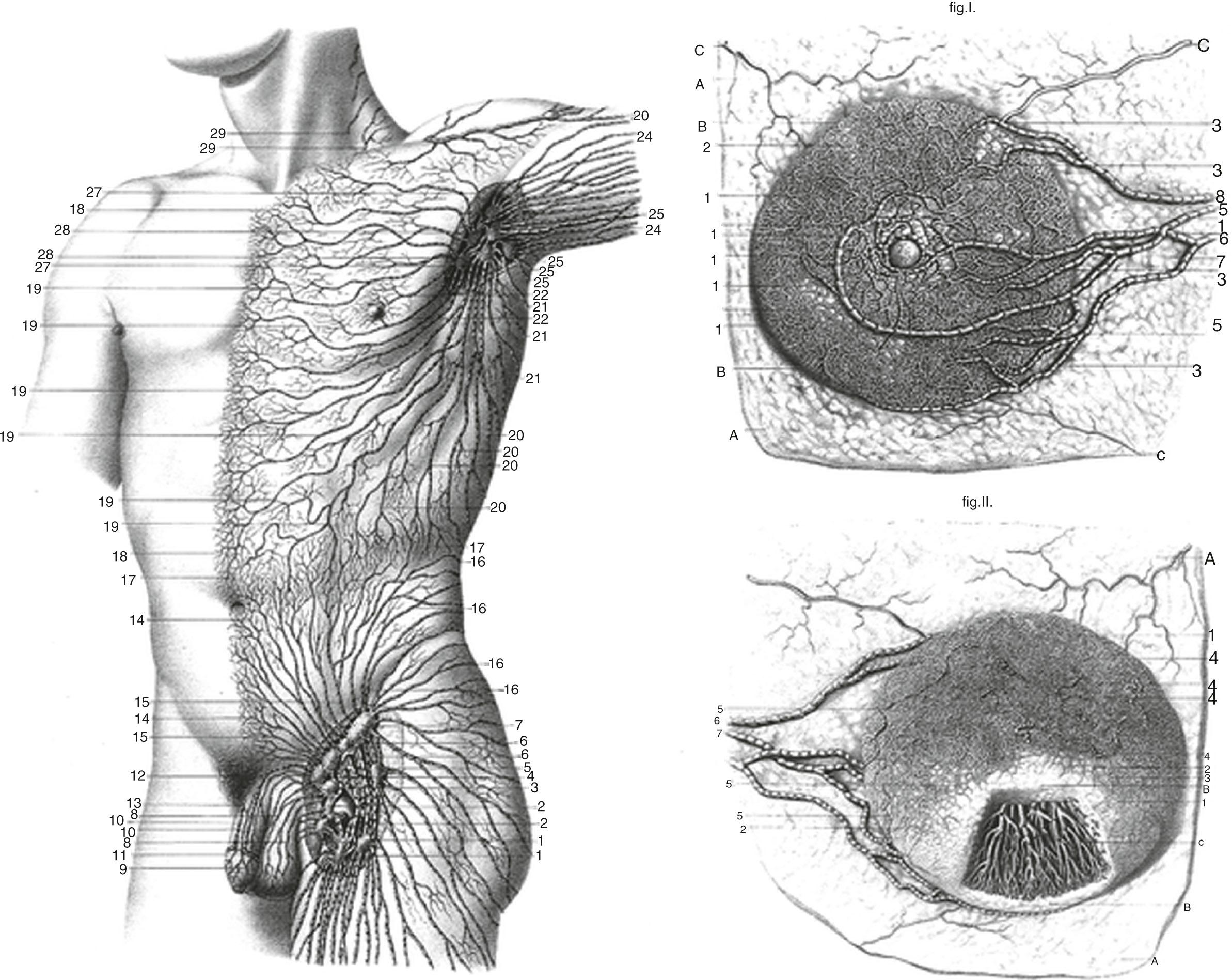 Fig. 76.2, Sappey’s 1874 drawing of the superficial lymphatics of the upper torso (left) and female breast (right) .