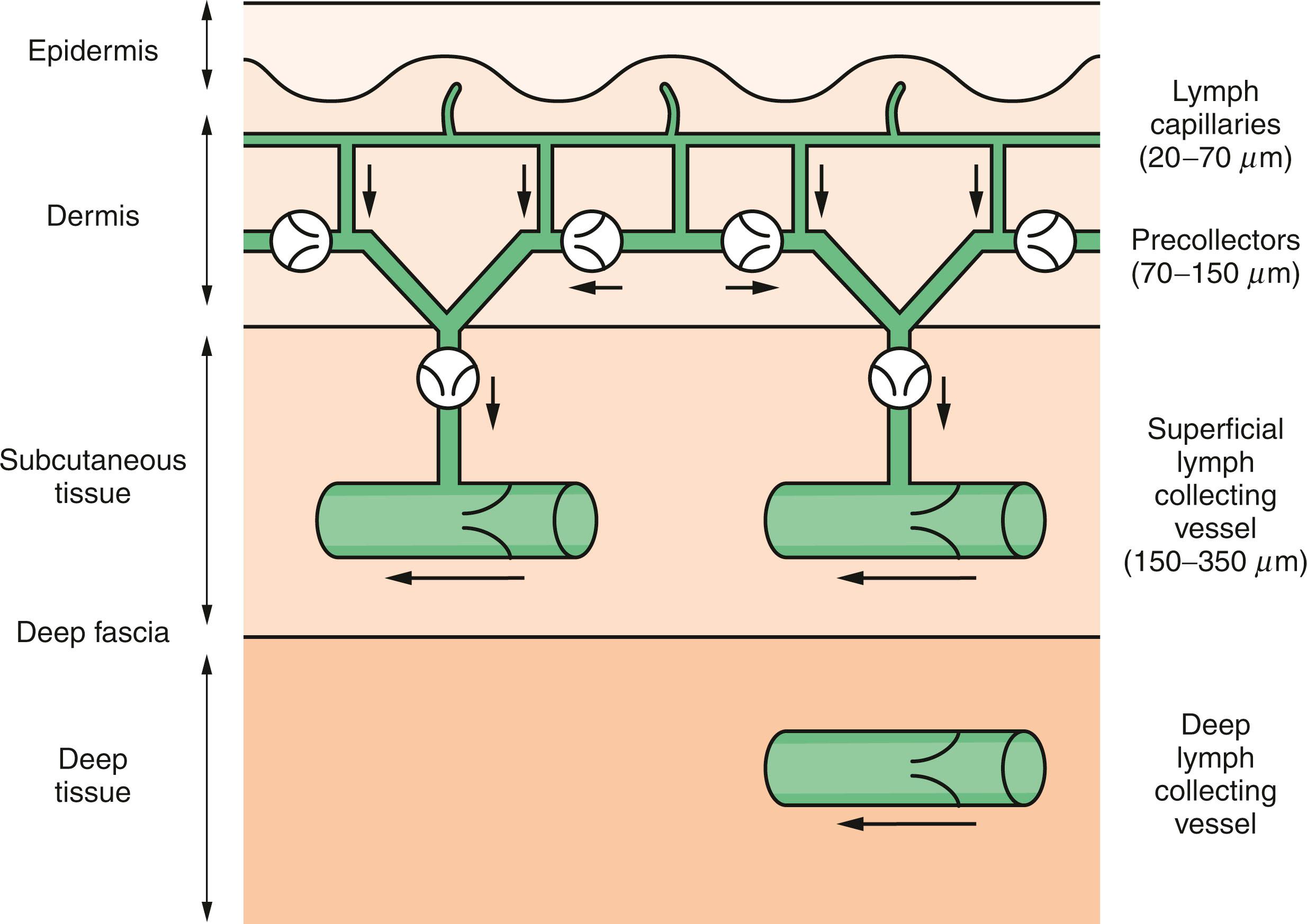 Fig. 76.4, Schematic diagram of the relationship between the lymph capillaries, precollectors, and lymph collecting vessels.
