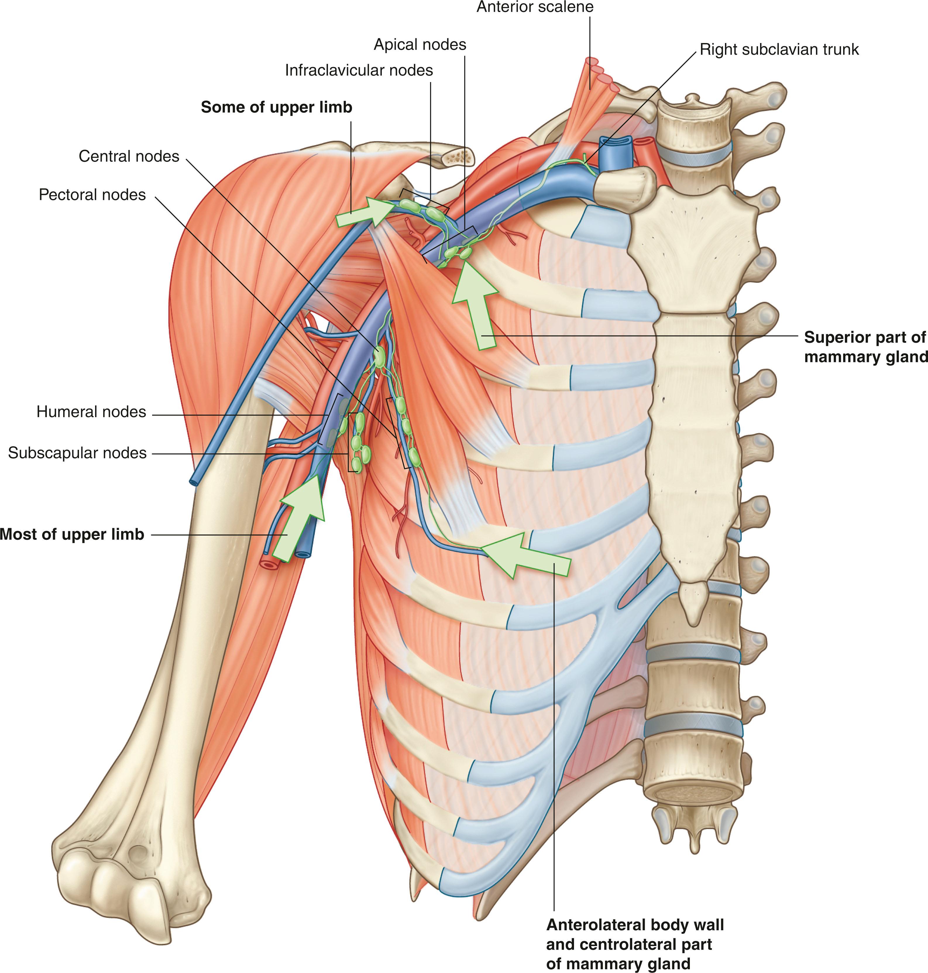 Fig. 76.5, Anatomic location of lymph nodes by groups; humeral nodes, pectoral nodes, subscapular nodes, central nodes, and apical nodes.