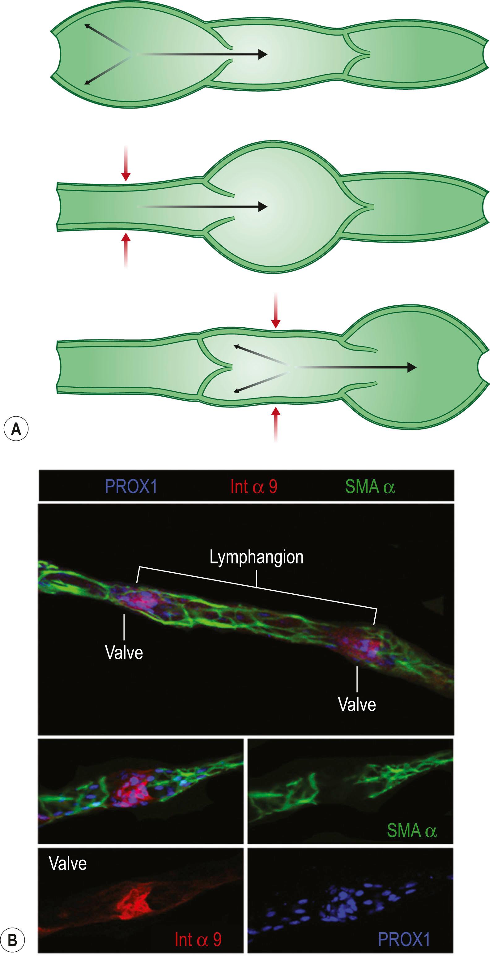Figure 28.3, Anatomy of a lymphangion. (A) Schematic representation of a lymphangion (segment of lymphatic collector between two valves). (B) Fluorescent immune-histological representation of a lymphangion (segment of lymphatic collector between two valves) in mouse ear skin (upper). Note the two valves immune-positive for integrin alpha 9 (a valve marker). High magnification image of a single valve showing SMA cells (green), valve leaflets (red), and PROX1-stained LECs (blue).