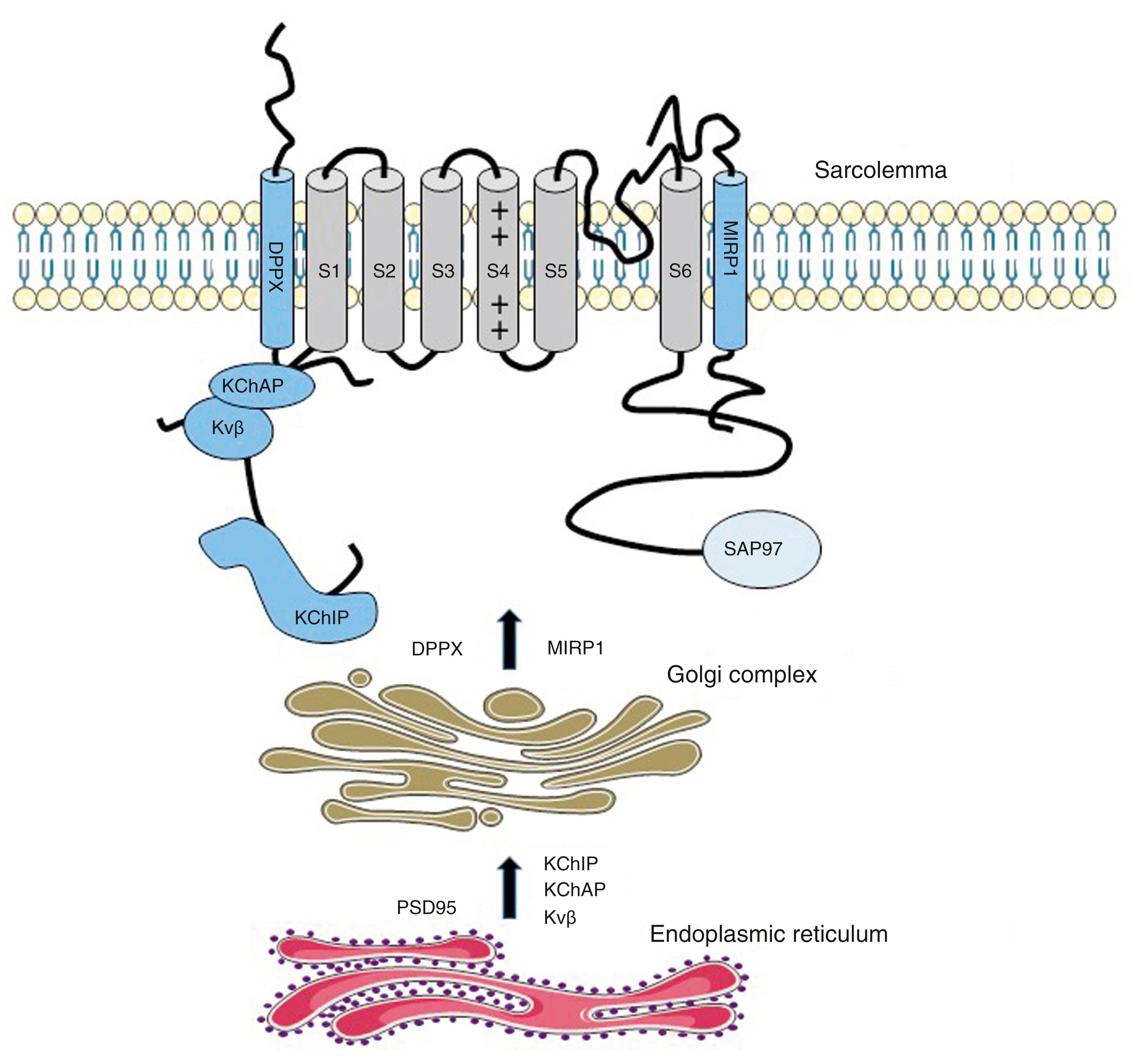 Fig. 20.1, Main partners of K V 4 channels from their synthesis and assembly to their organization in macromolecular complexes at the plasma membrane of cardiac myocytes.