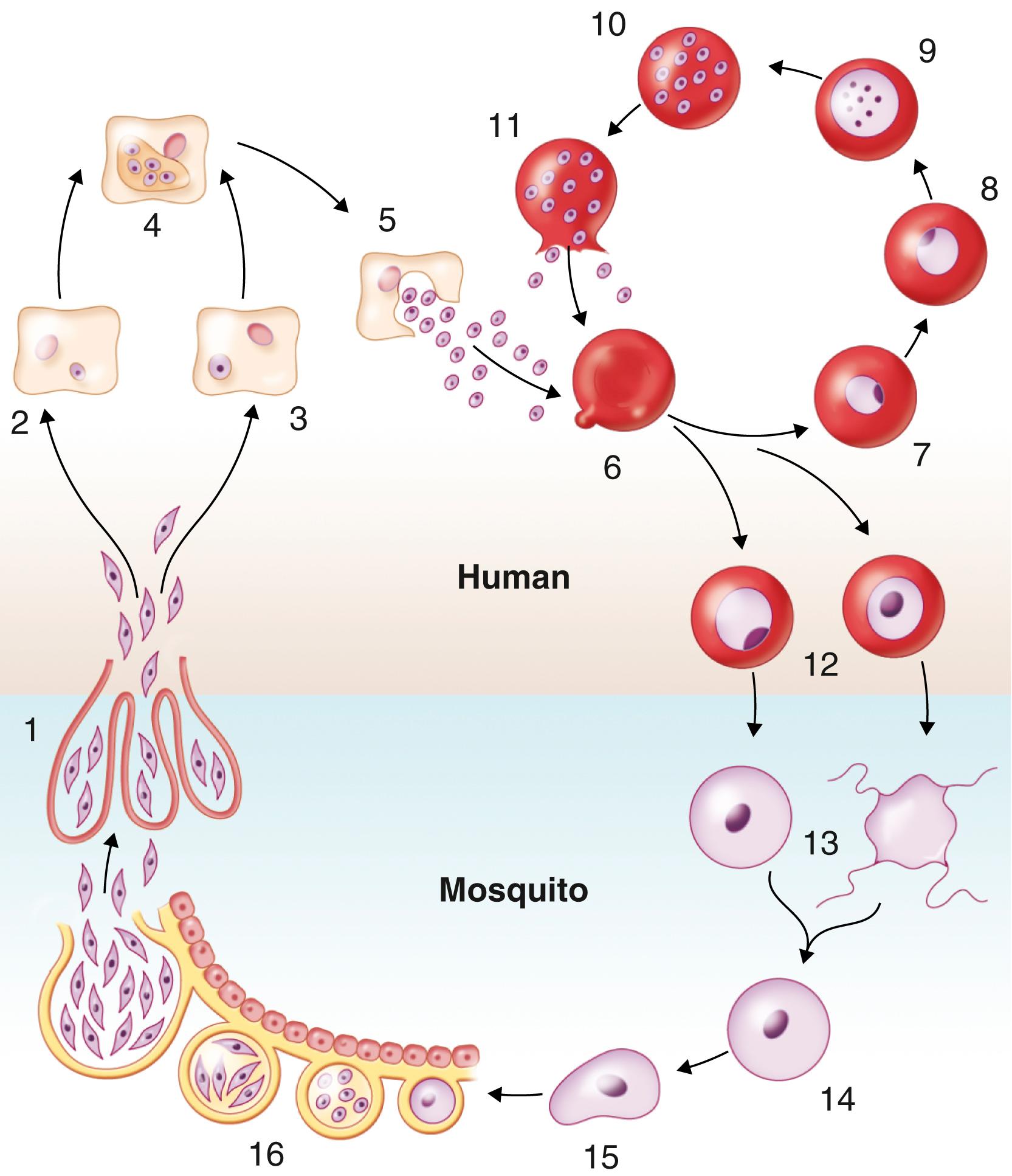 FIGURE 316-1, Life cycle of the malaria parasite.