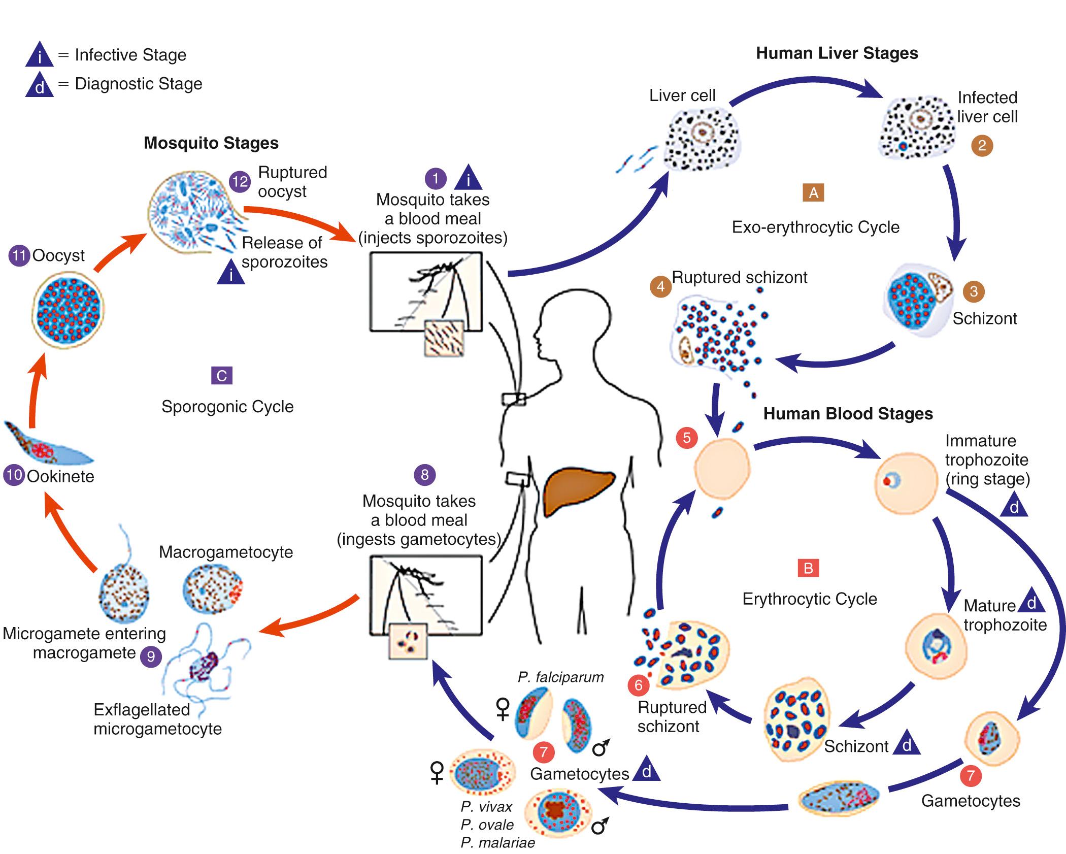 Fig. 314.2, Life cycle of Plasmodium spp.