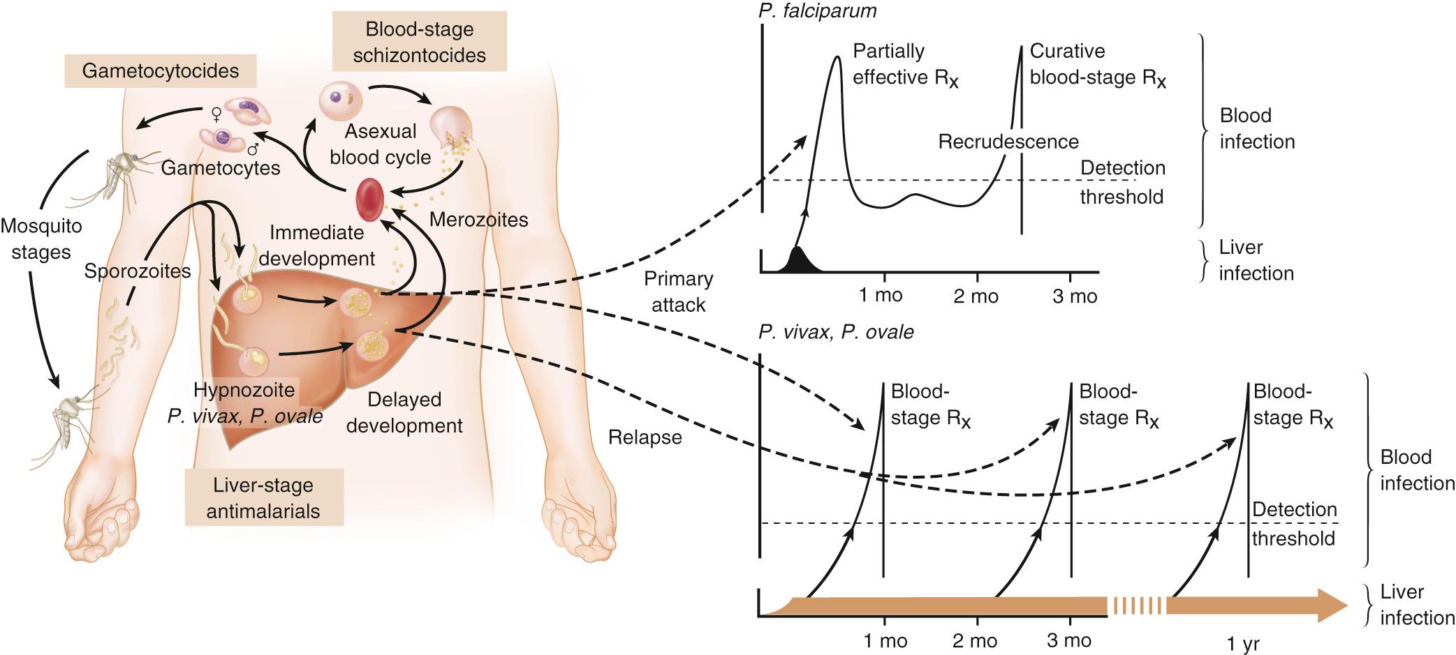 FIG. 274.2, The Plasmodium life cycle and disease patterns of recrudescence and relapse.