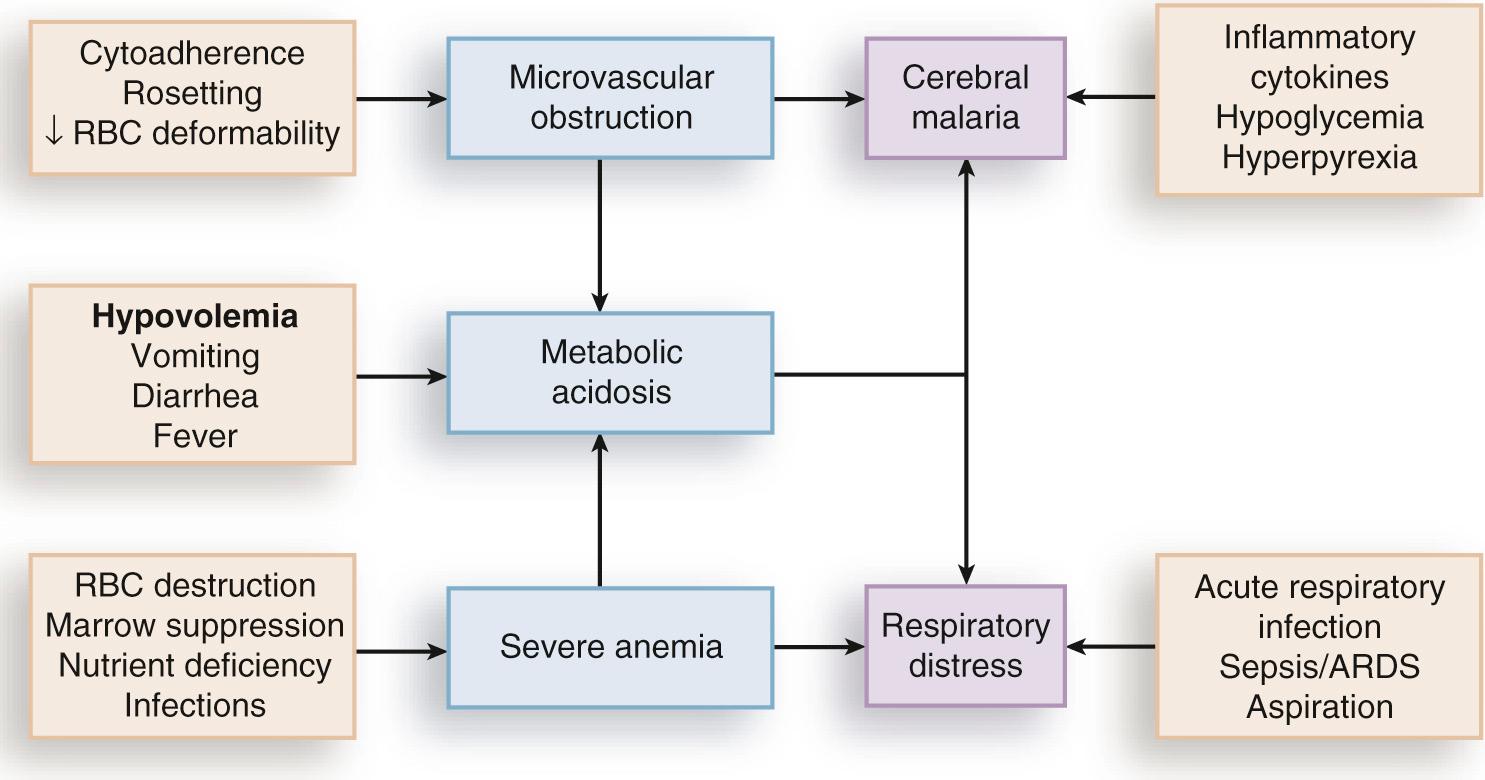 FIG. 274.3, Pathogenesis of severe Plasmodium falciparum malaria.