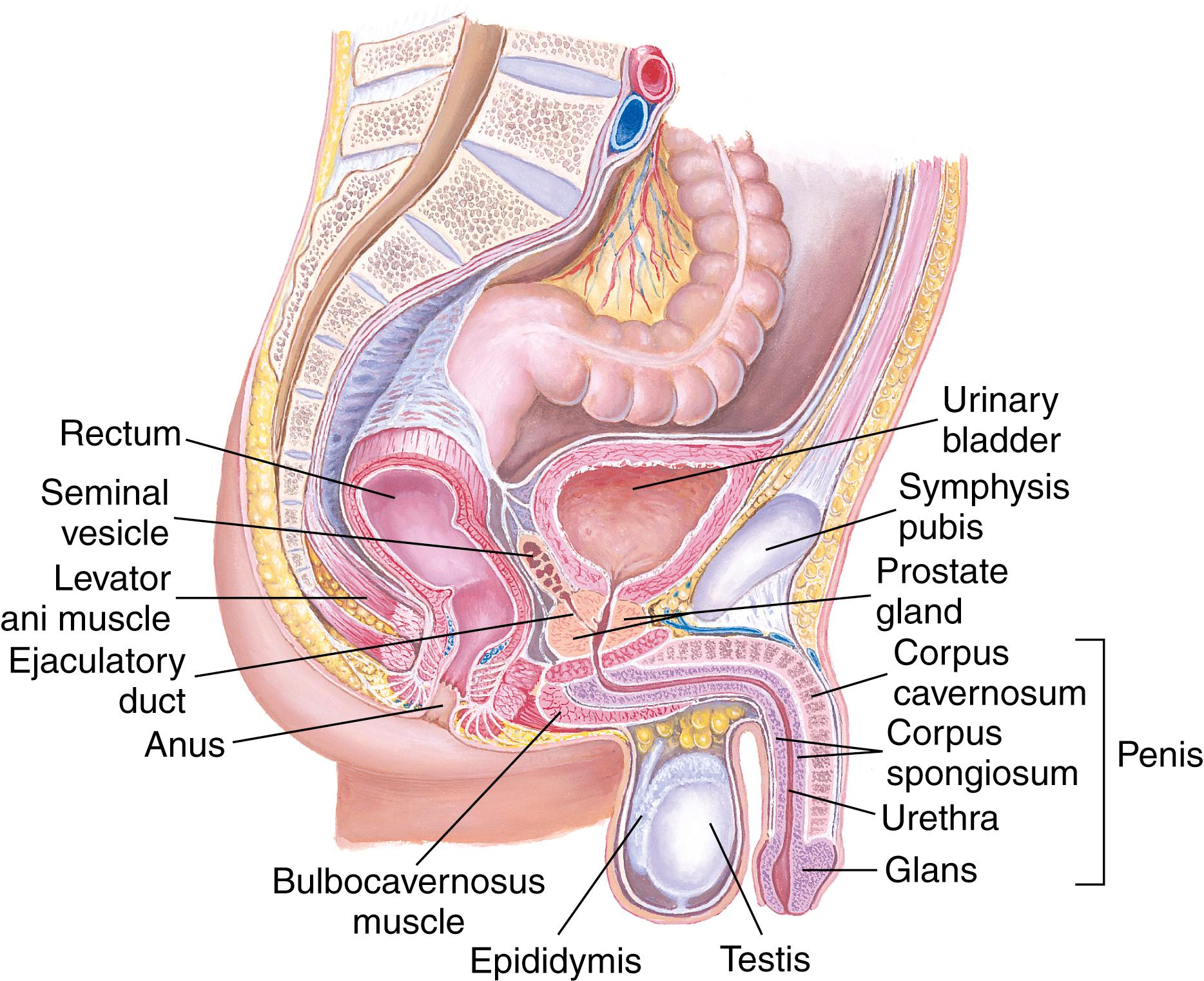 FIG. 20.1, Male pelvic organs.