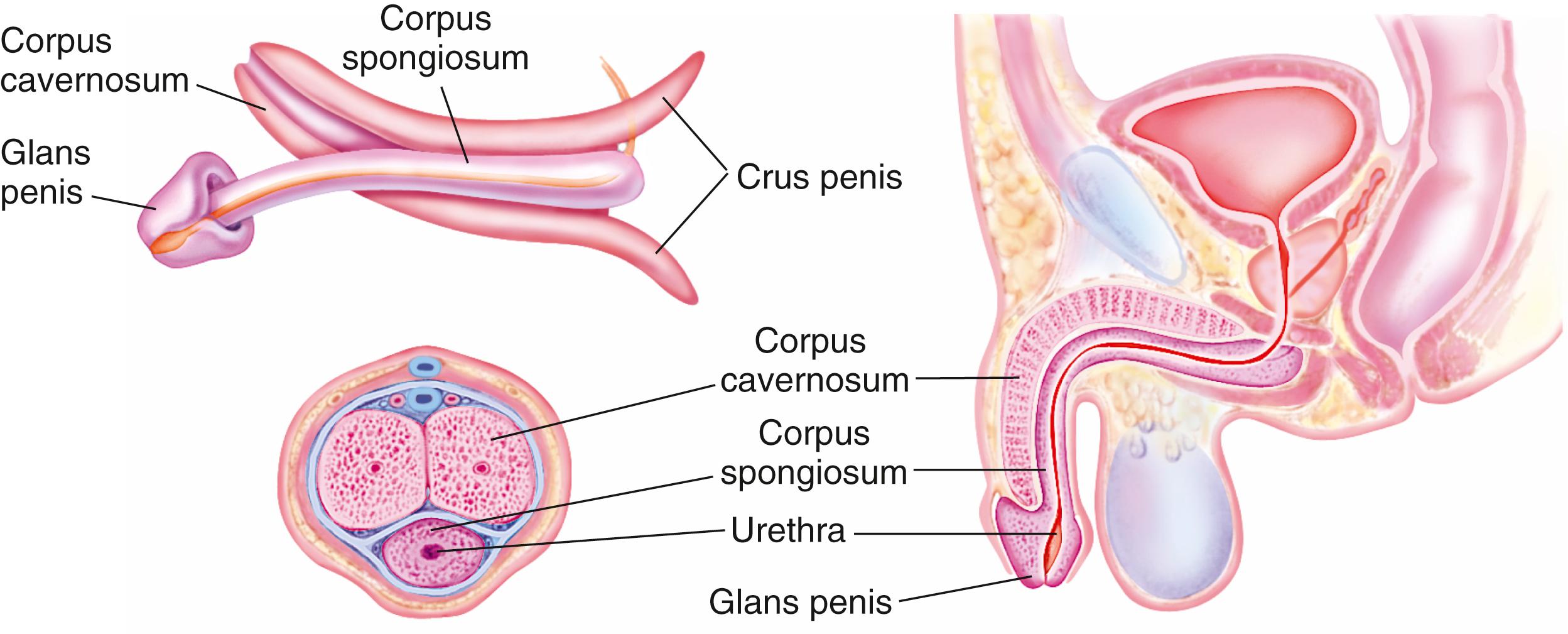 FIG. 20.2, Anatomy of the penis.