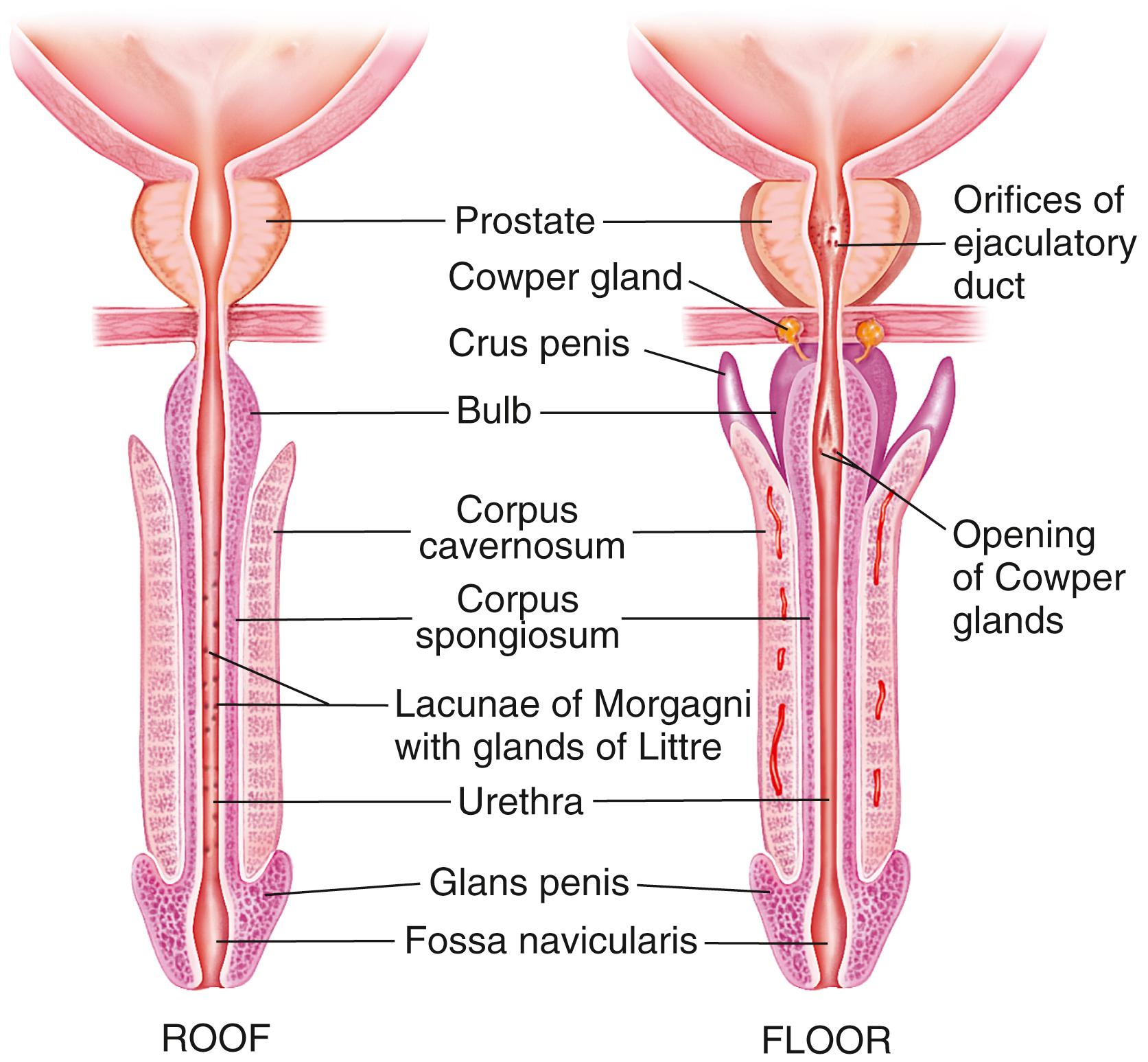 FIG. 20.3, Anatomy of urethra and penis.