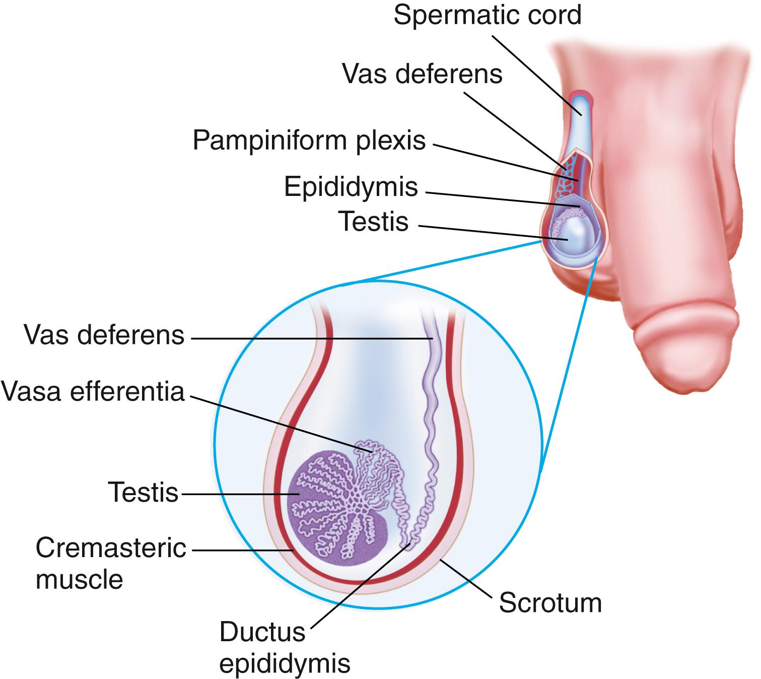 FIG. 20.4, Scrotum and its contents.