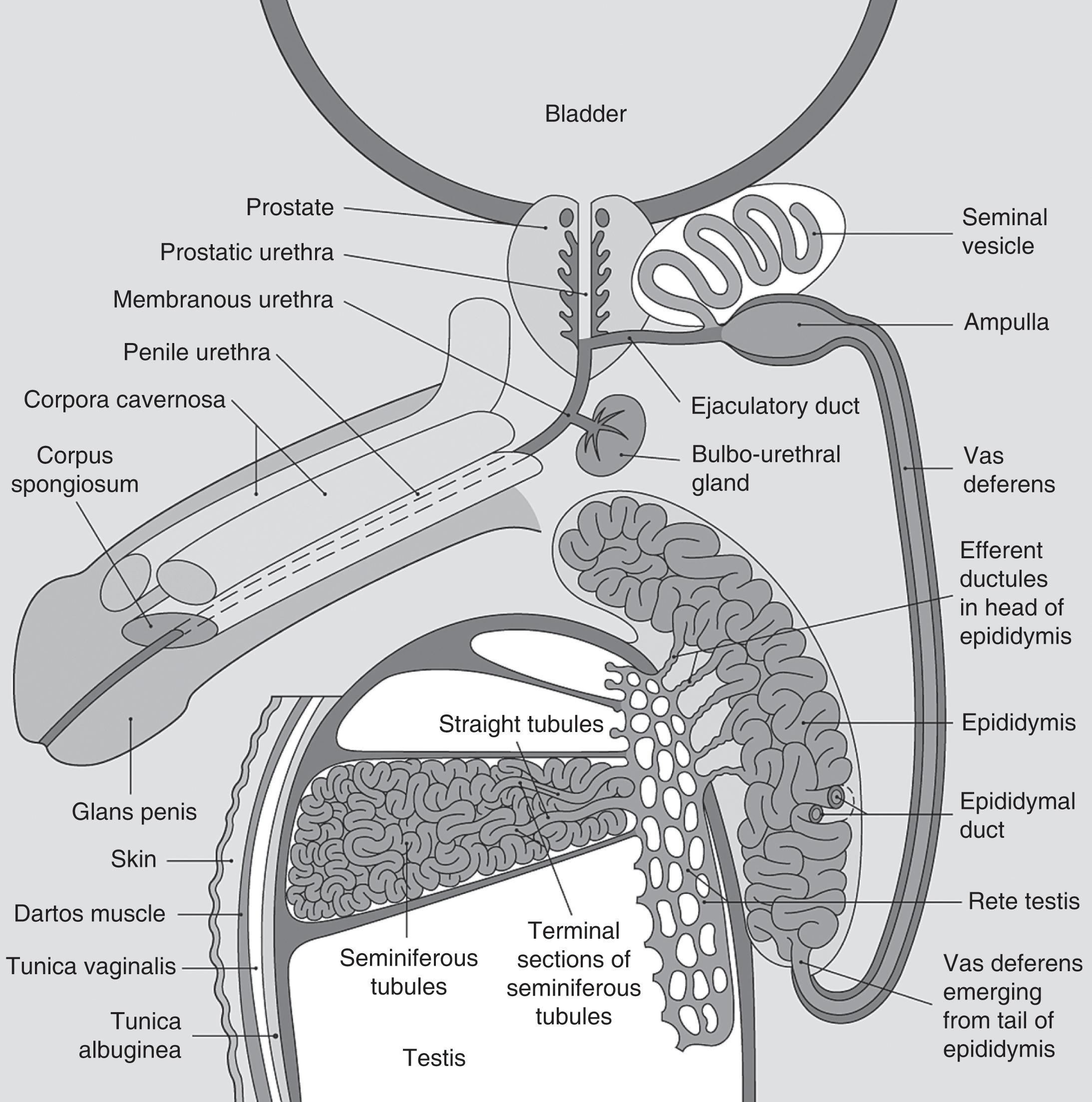 Fig. 14.1, Male pelvic anatomy.