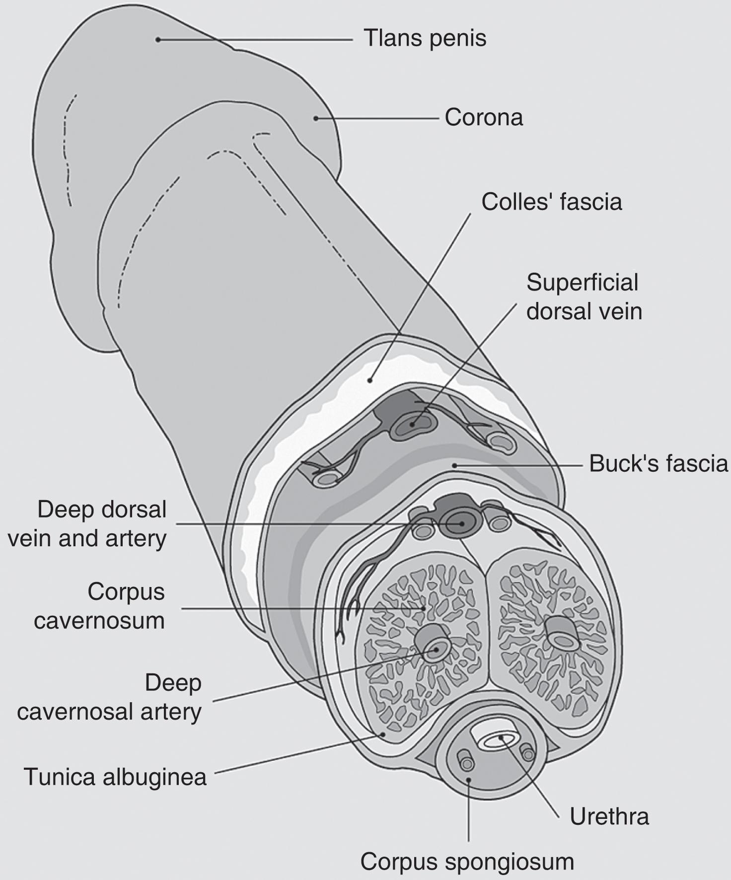 Fig. 14.2, Structure of the penis.