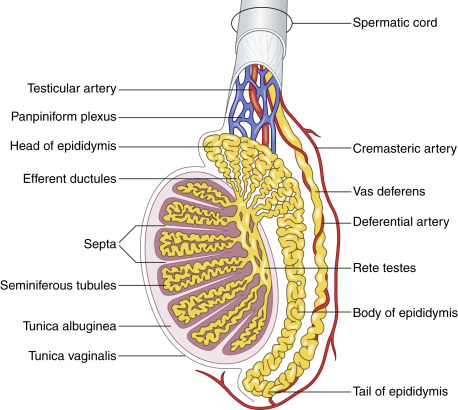 Fig. 22.1, Normal scrotal anatomy. The seminiferous tubules in the testicle converge centrally into the rete testis. These tubules connect to the epididymis and eventually to the vas deferens.