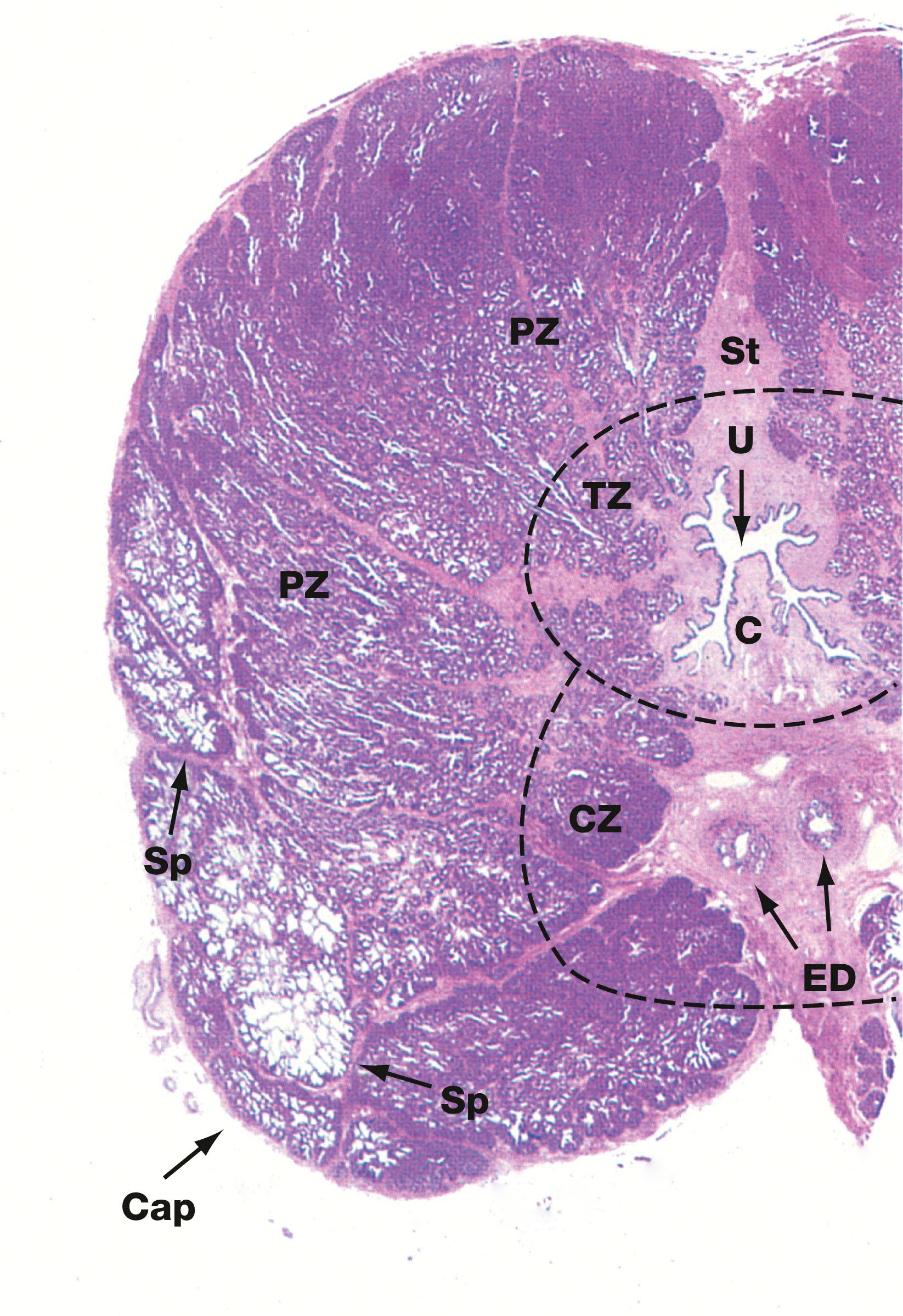 Fig. 18.18, Prostate gland, dog H&E (LP)