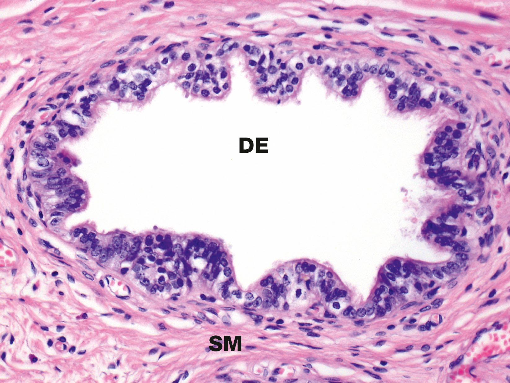 Fig. 18.13, Ductulus efferens H&E (MP)