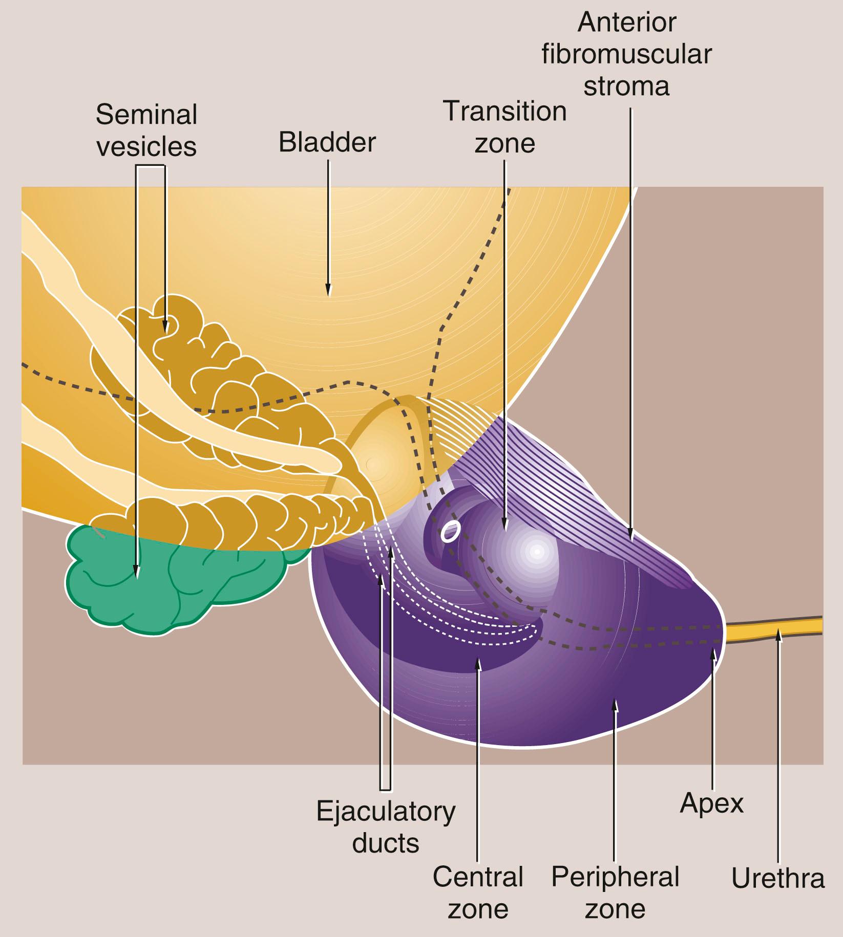 Fig. 18.17, Prostate gland