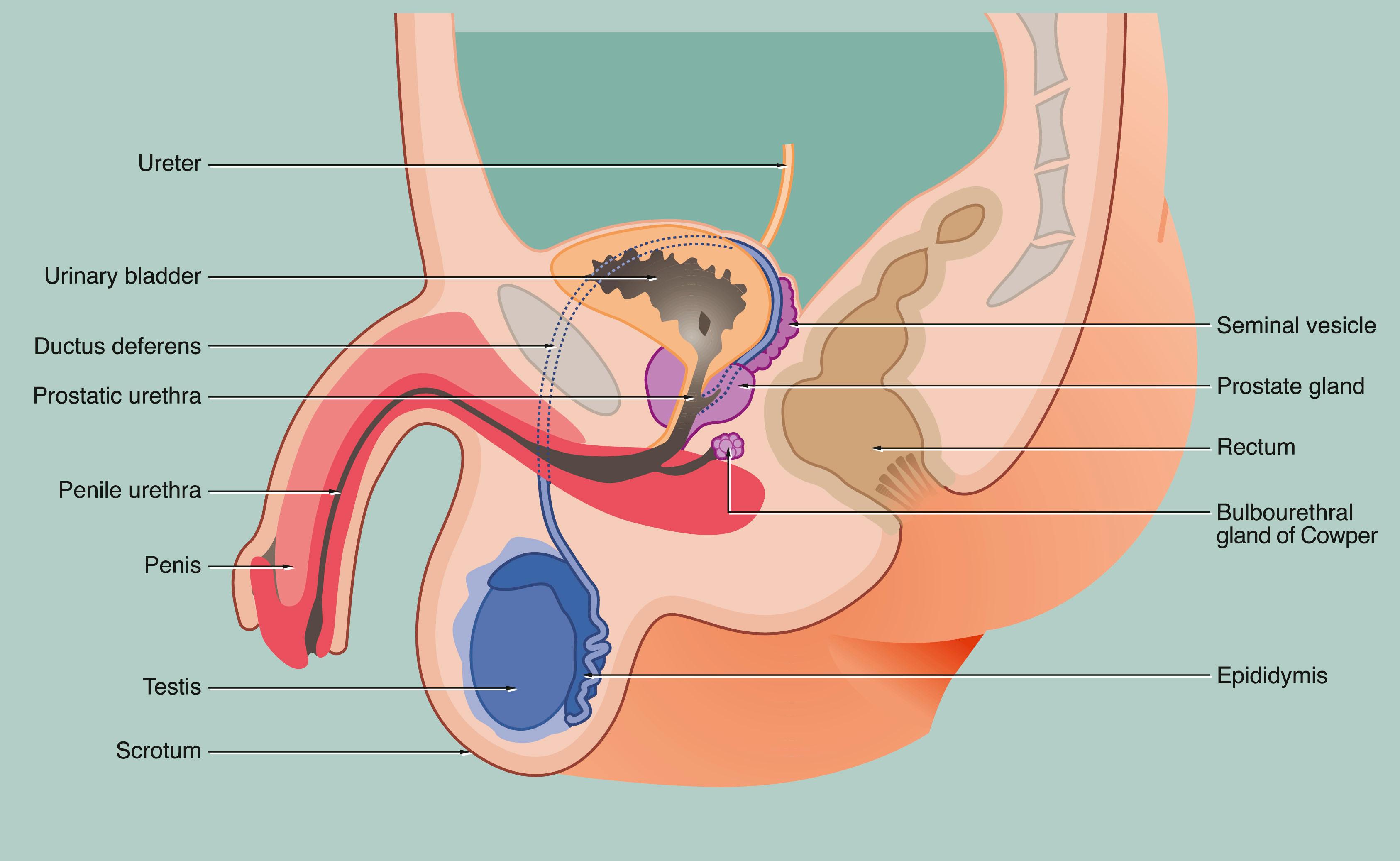 Fig. 18.1, Male reproductive system