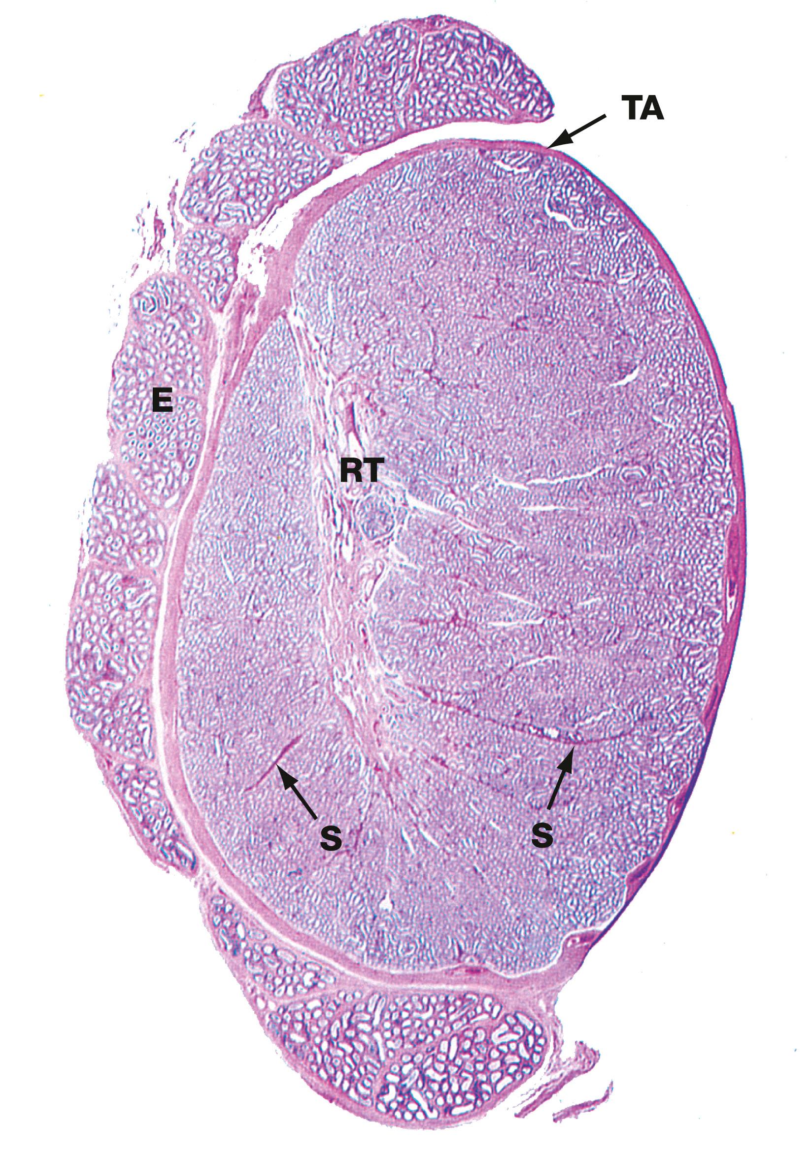 Fig. 18.3, Testis, monkey H&E (LP)