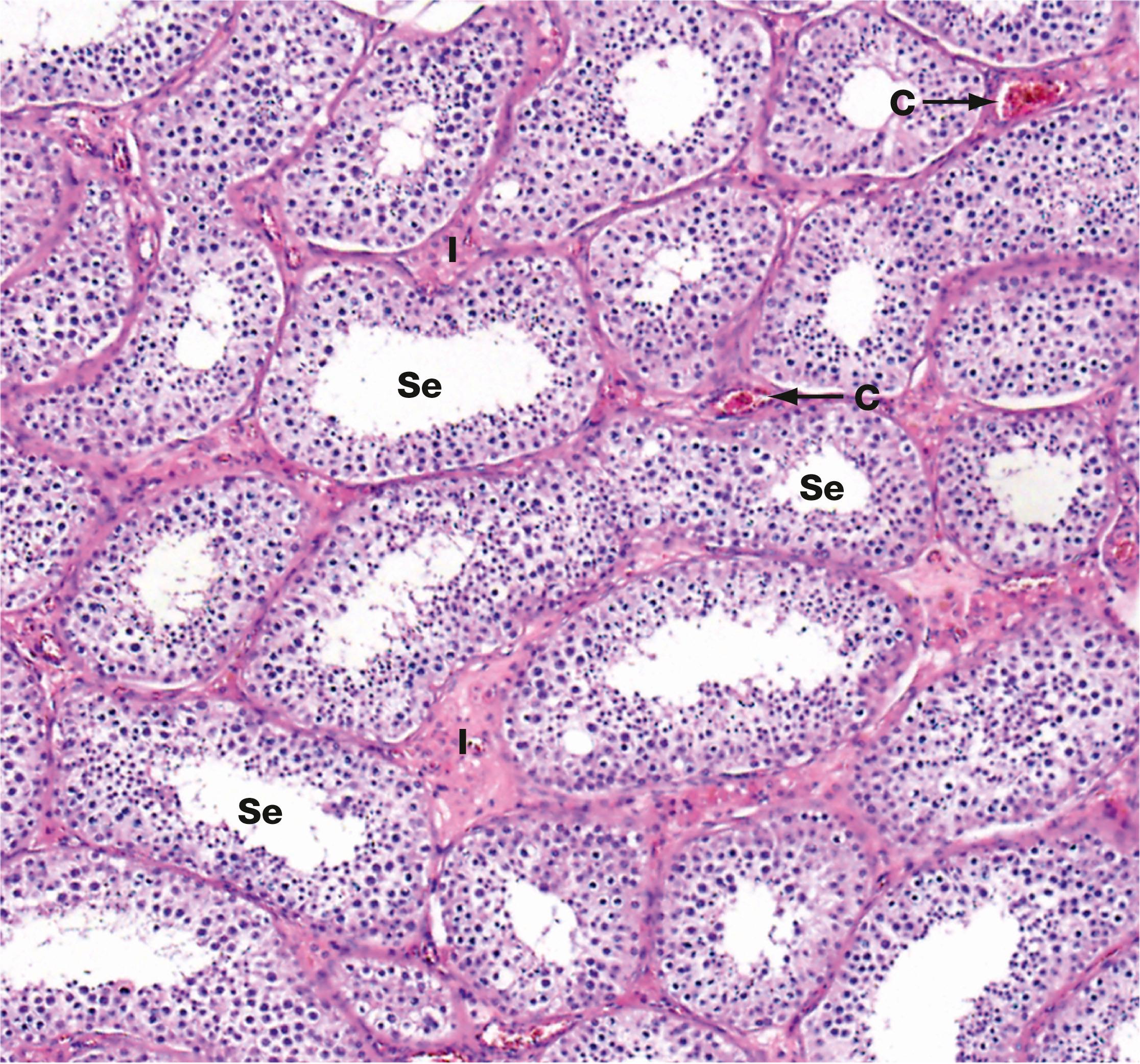 Fig. 18.4, Seminiferous tubules H&E (MP)