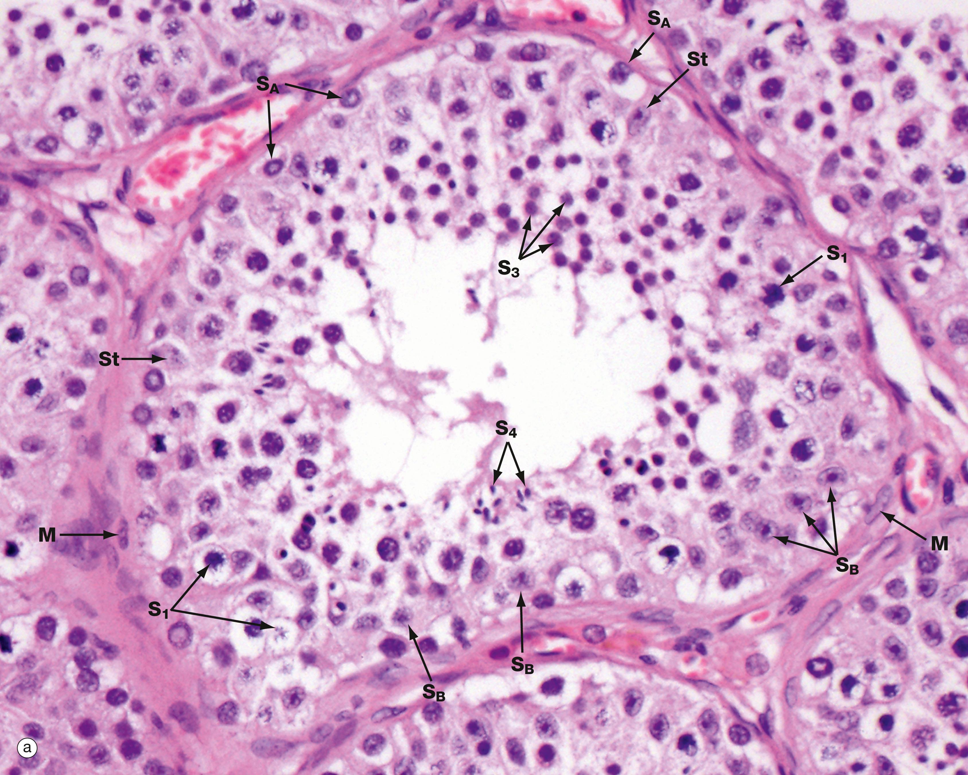 Fig. 18.5, Seminiferous tubule (a) H&E (HP) (b) Diagram