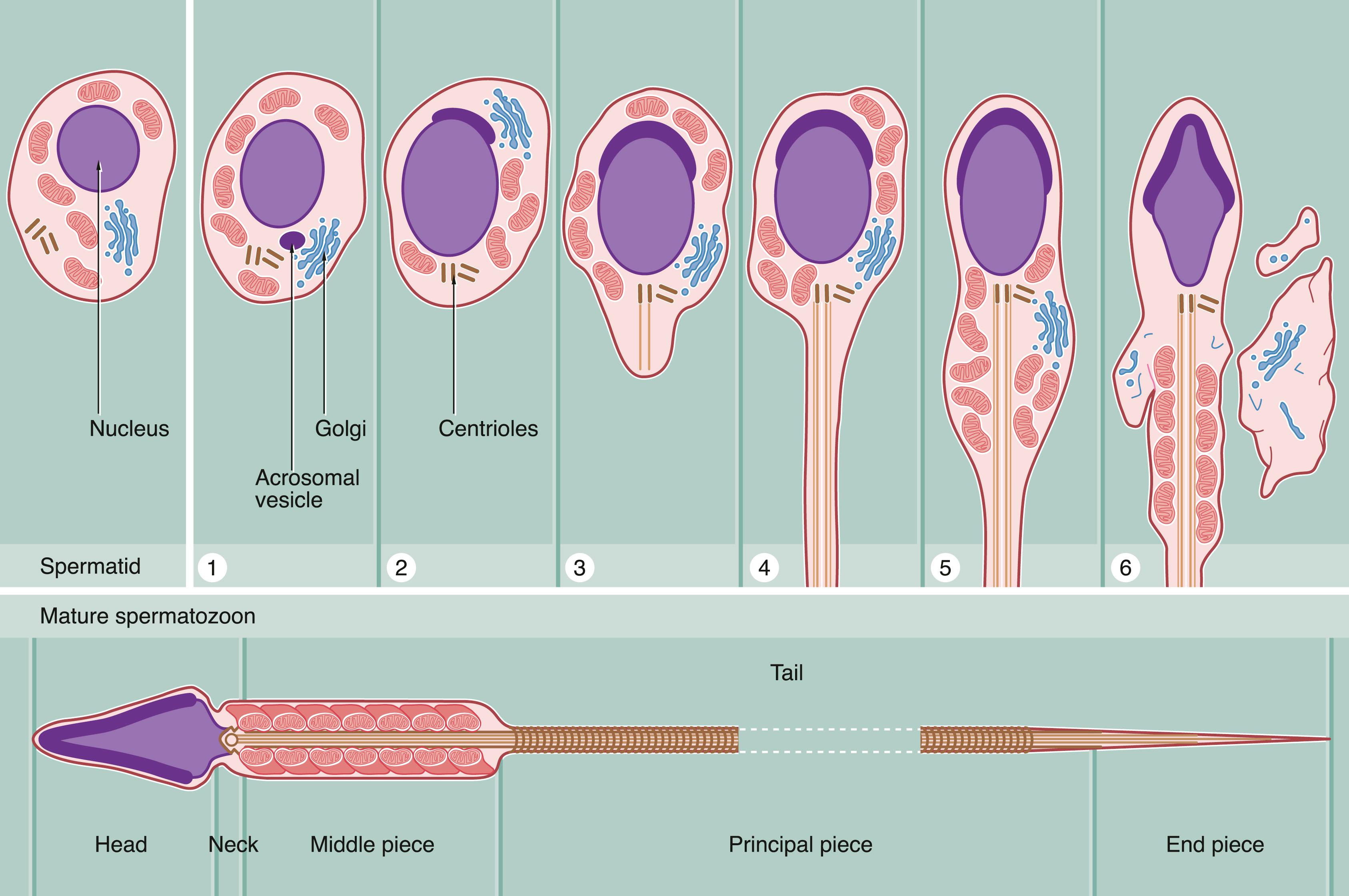 Fig. 18.6, Spermiogenesis