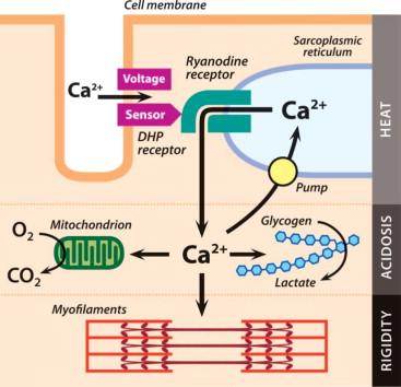 Figure 45.1, Pathophysiology of malignant hyperthermia (MH). Cartoon of the key structures of excitation-contraction coupling in the transverse tubule (T-tubule) of skeletal muscle. The dihydropyridine receptor (DHPR) is linked to the ryanodine receptor (RyR1), which is the calcium release channel situated in the membrane of the sarcoplasmic reticulum (SR). The cardinal symptoms of MH are explained by excessive calcium release, and stimulated glycolysis and respiratory chain.