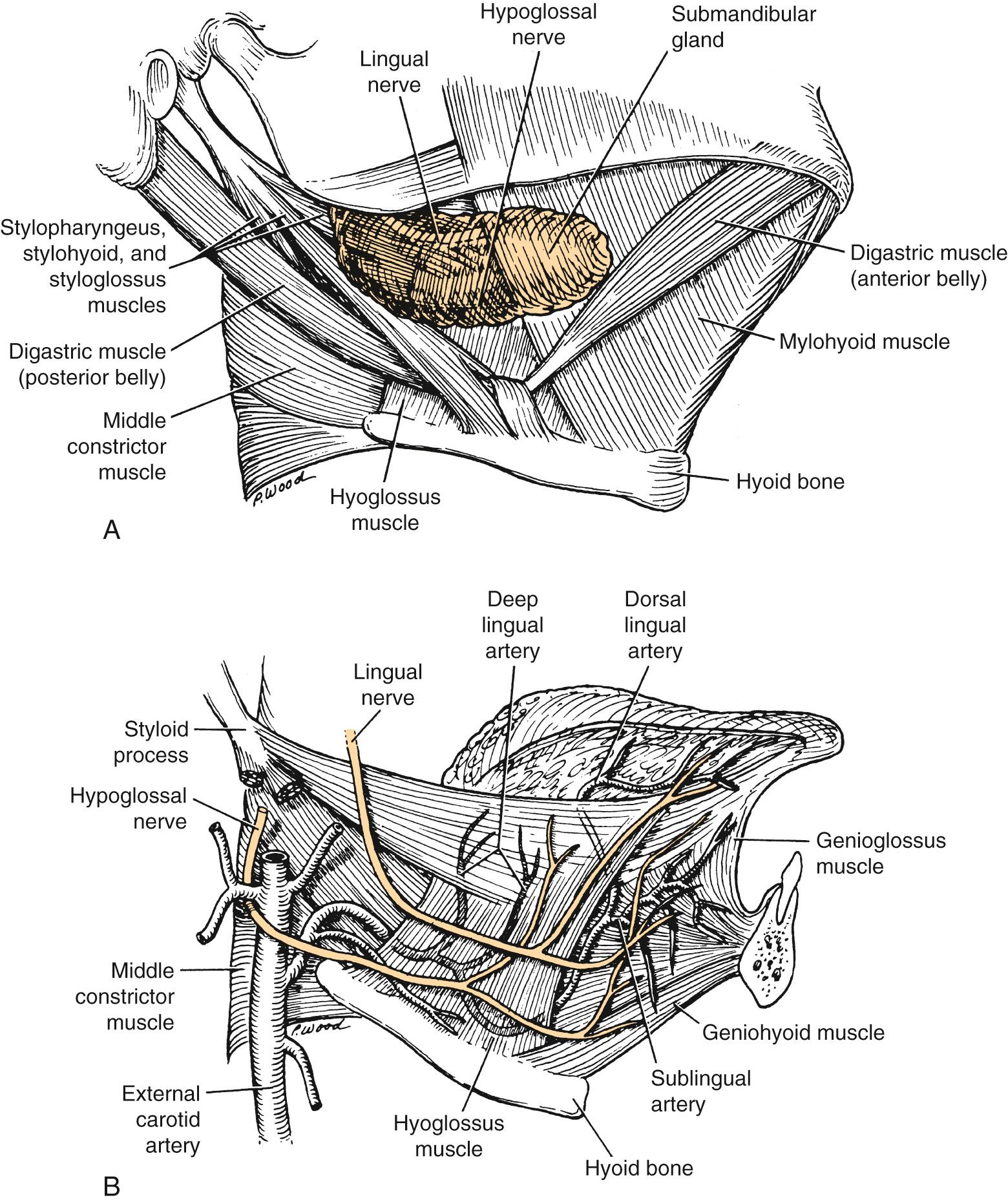 Fig. 91.2, (A) Musculature of the submandibular region and relationship to the gland. (B) Neurovascular anatomy of the submandibular fossa. The hypoglossal nerve runs deep to the mylohyoid muscle and superficial to the hyoglossus muscle. The lingual artery runs deep to the hyoglossus muscle and ascends to divide into deep, dorsal lingual, and sublingual arteries.