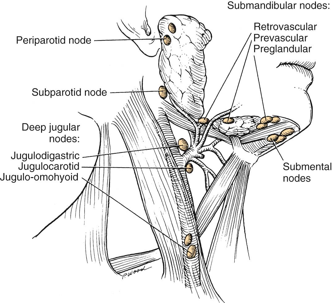 Fig. 91.5, Lymphatic regions of the upper neck.