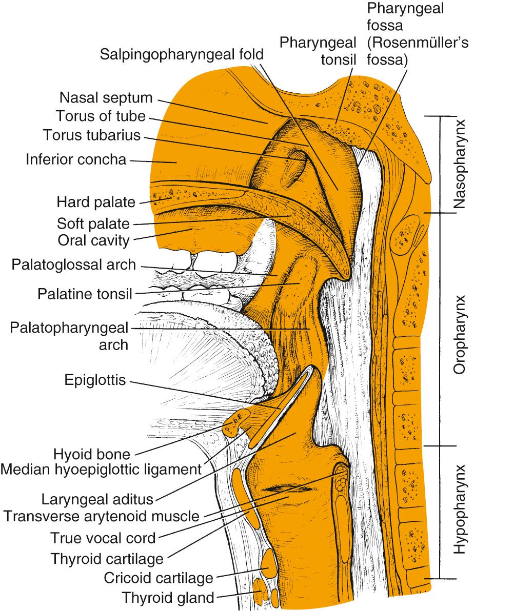 Fig. 96.1, Surface anatomy of the oropharynx.