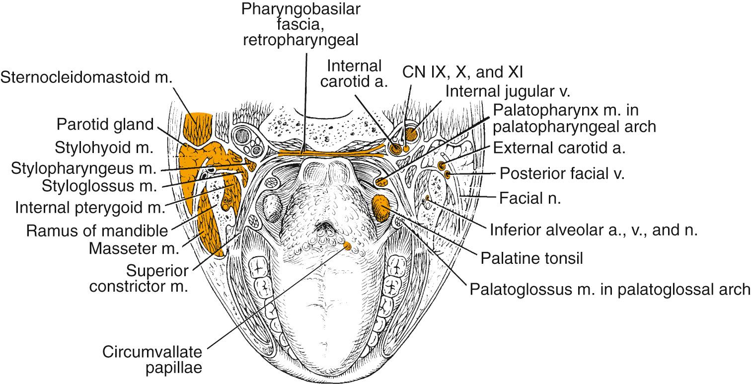 Fig. 96.2, Cross-sectional anatomy of the oropharynx.