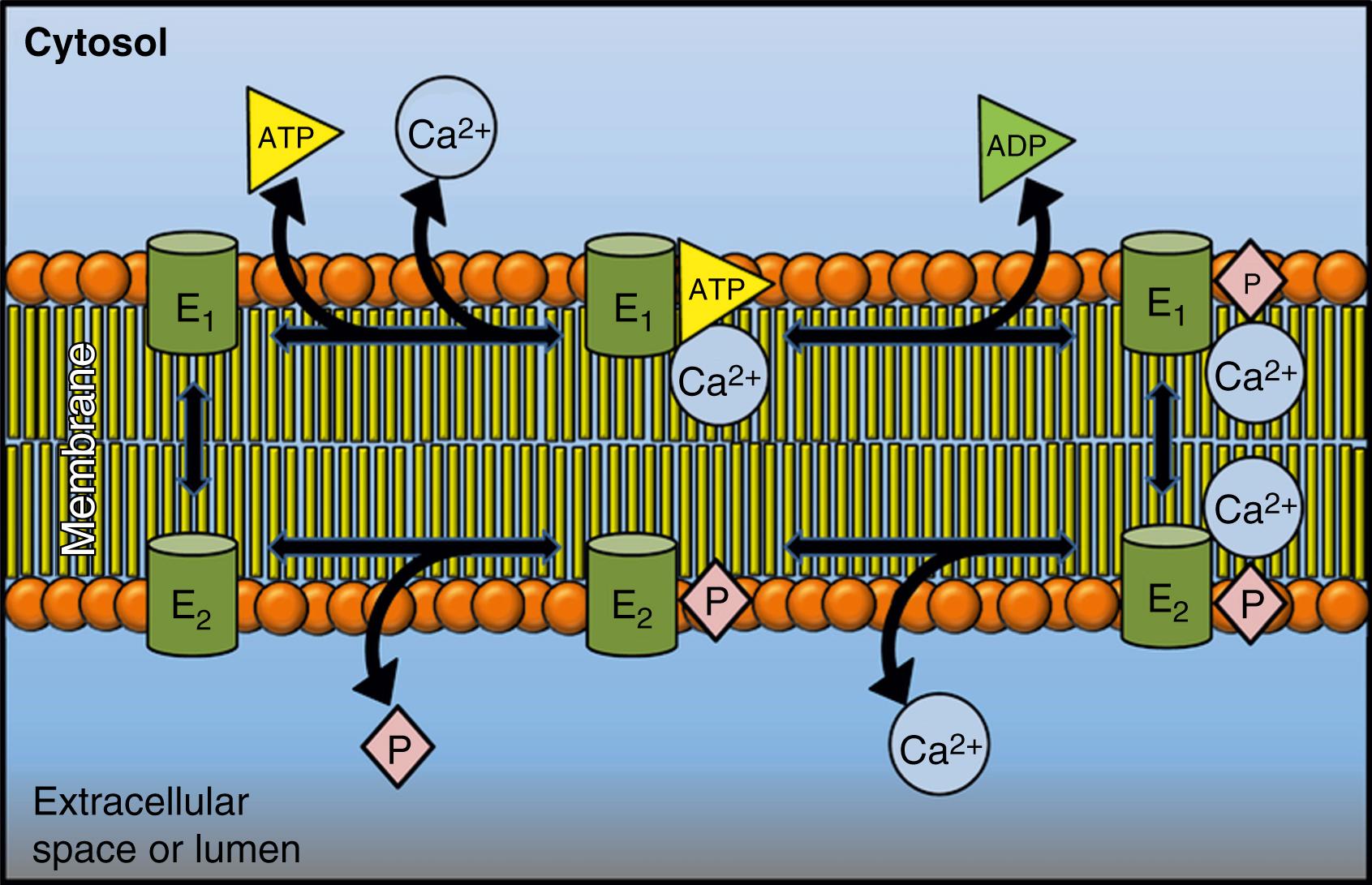 Fig. 5.1, Simplified reaction cycle of the P-type adenosine triphosphatases (pumps) adapted to the Ca 2+ pumps.