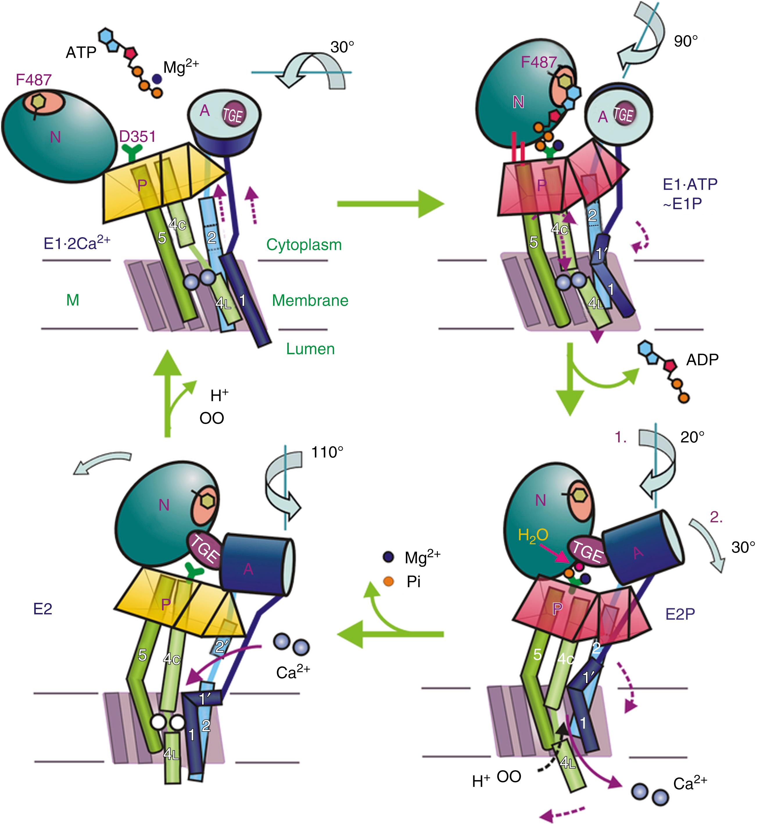 Fig. 5.3, Conformational changes of the cytosolic and membrane domains of the sarco/endoplasmic reticulum Ca 2+ pump during the transport of Ca 2+ across the molecule.