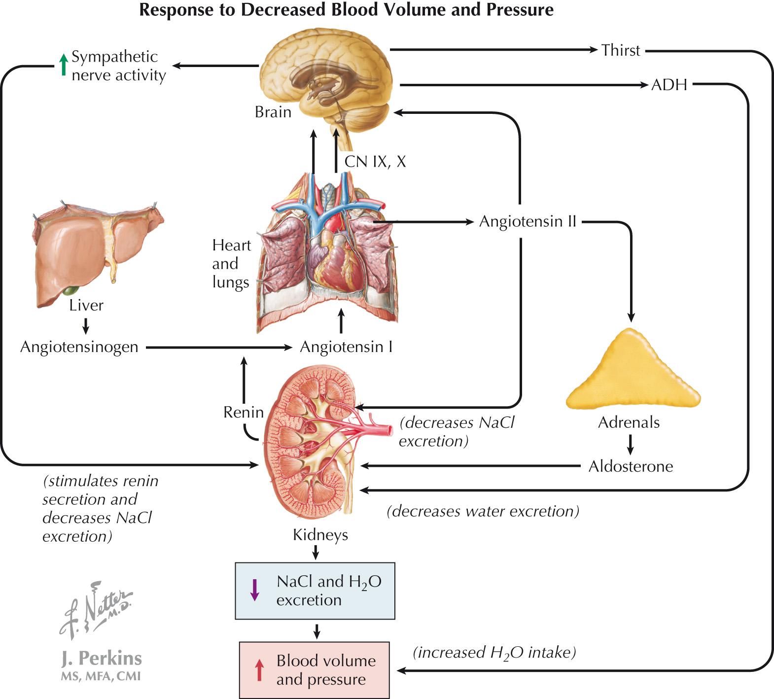 FIG 28.2, Compensatory Mechanisms in Decompensated Heart Failure.