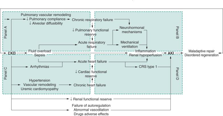 FIGURE 214.1, Pathophysiologic relationship between chronic kidney disease (CKD) and acute kidney injury (AKI). The maladaptive repair and the disordered regeneration are the principal mechanisms involved in the progression from AKI to advanced stages of CKD. However, most critically ill CKD patients may present a transient decrease in renal function, consistent with AKI. The acute-on-chronic kidney dysfunction may be due to several mechanisms, including failure of autoregulation, abnormal vasodilation, and adverse effects related to diuretics, antihypertensive agents, and/or nephrotoxins, but also the reduction of renal functional reserve.