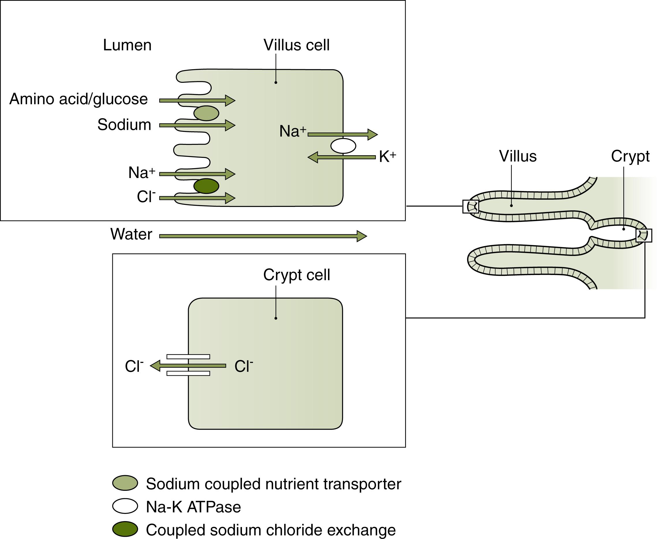 Fig. 90.1, Absorptive and Secretory Processes in Gut Epithelium.