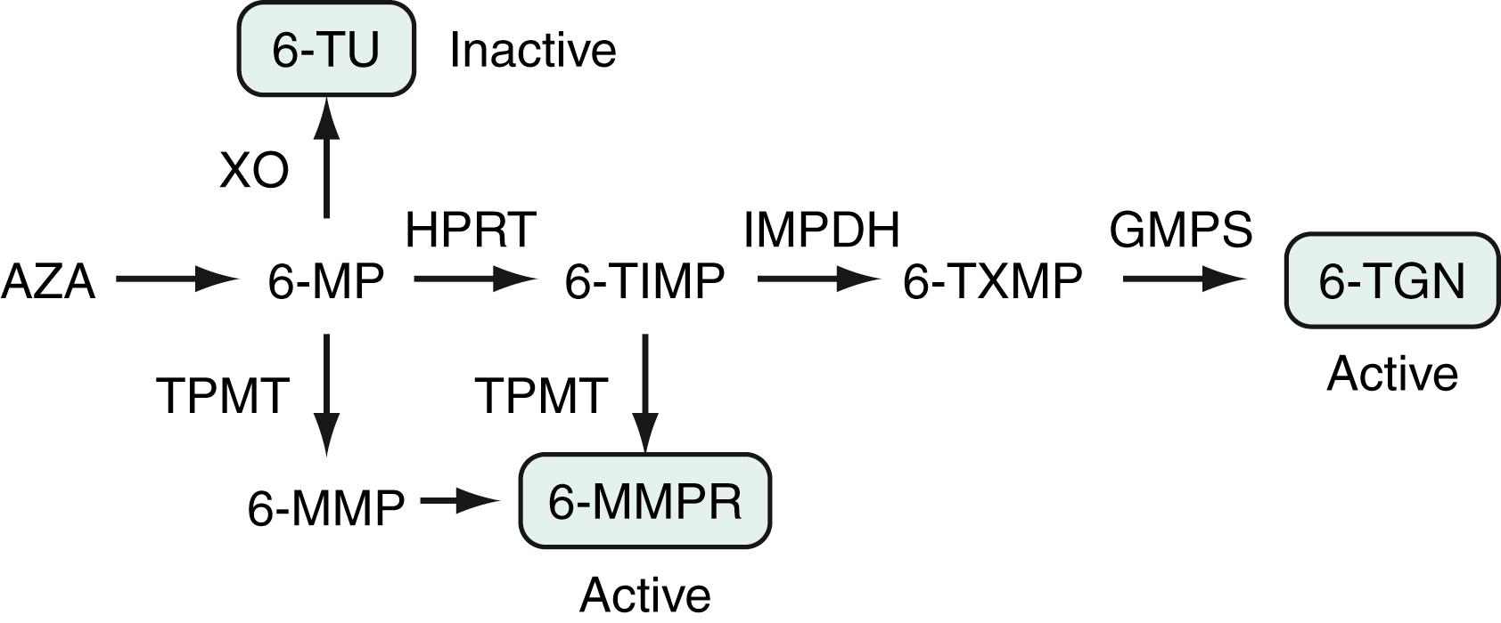 Fig. 116.3, Metabolism of Azathioprine ( AZA ) and 6-Mercaptopurine ( MP ).