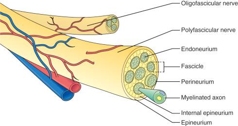 Figure 61.1, Microscopic anatomy of the peripheral nerve.