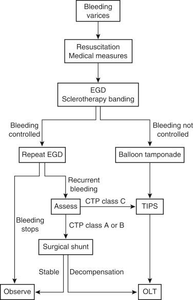 FIGURE 38-1, Algorithm for management of acutely bleeding esophageal varices. CTP , Child-Turcotte-Pugh; EGD , esophagogastroduodenoscopy; OLT , orthotopic liver transplantation; TIPS , transjugular intrahepatic portosystemic shunt.
