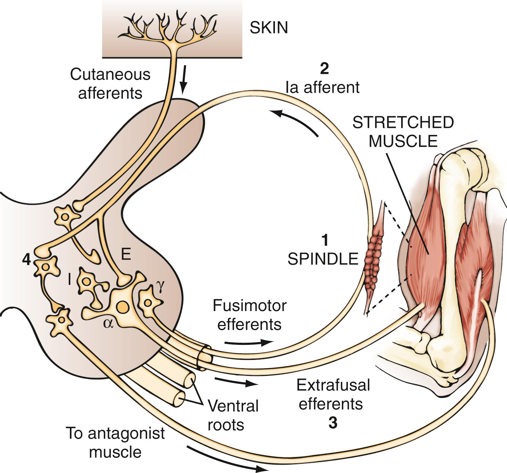 Figure 127.1, Structures involved in the control of movement at the spinal and peripheral levels.