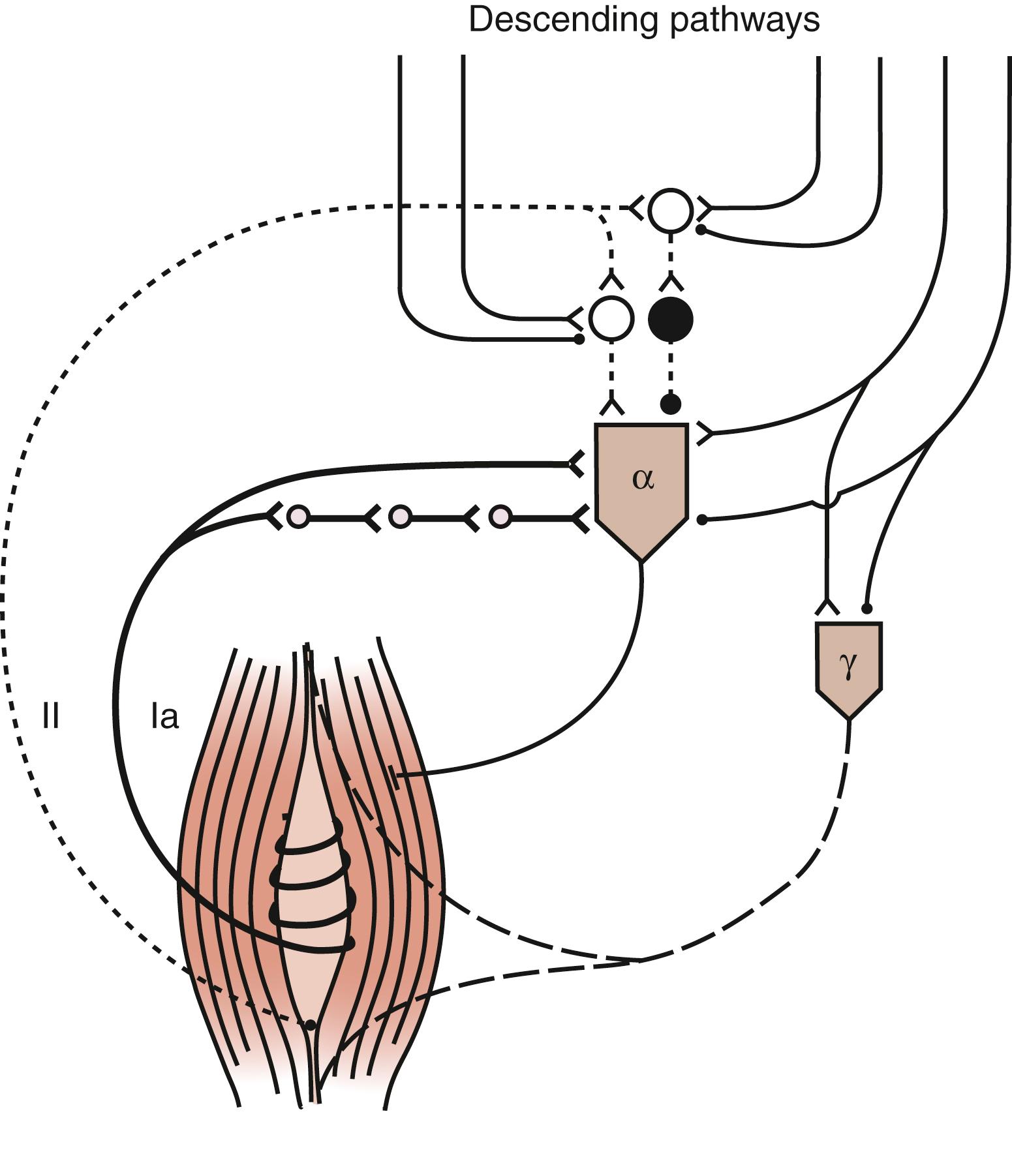 Figure 127.3, Muscle spindle afferent fibers and fusimotor innervation.