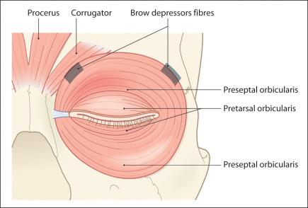 Fig. 8.1, Anatomy of orbicularis oculi muscle.