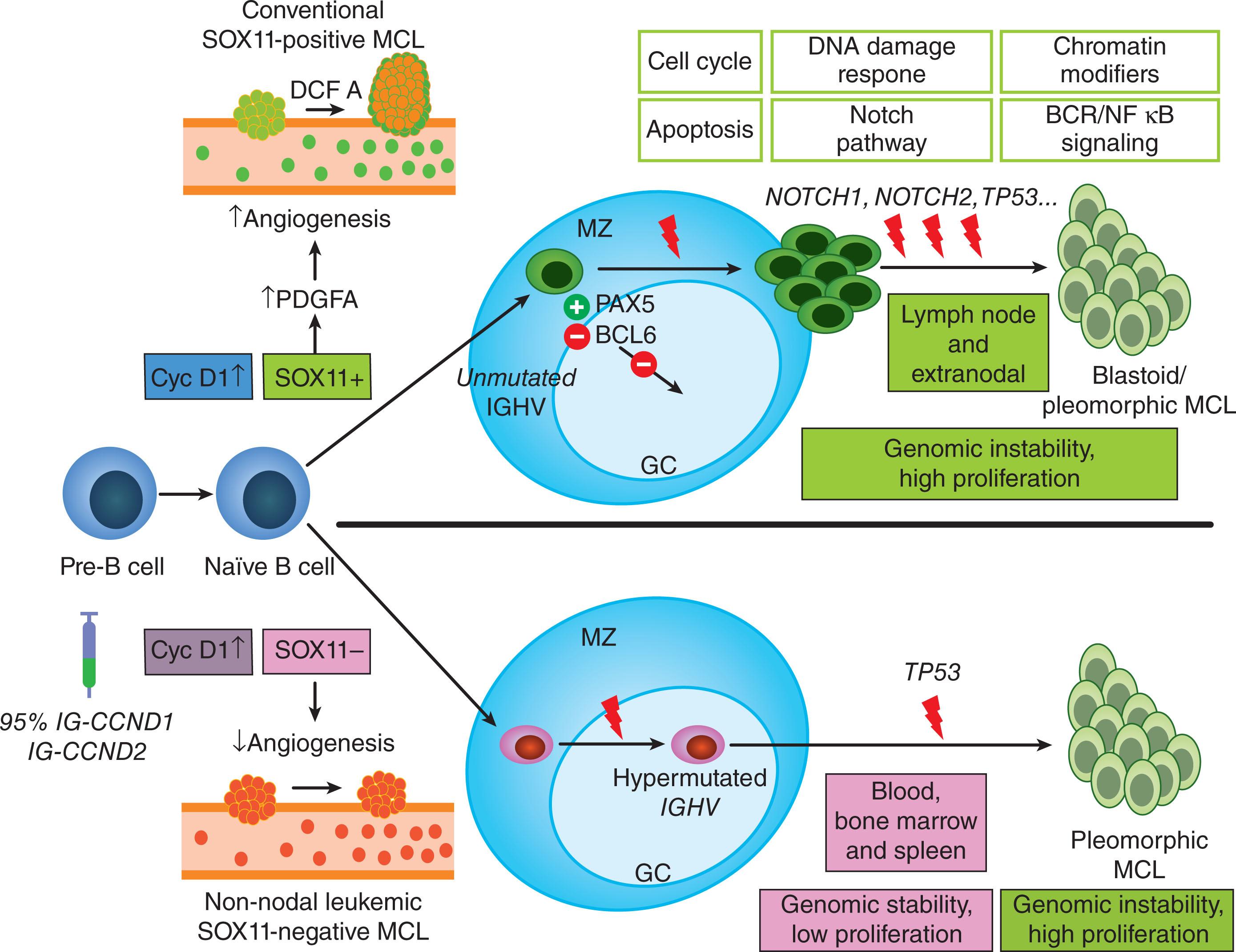 Figure 86.1, PROPOSED MODEL OF MOLECULAR PATHOGENESIS IN THE DEVELOPMENT AND PROGRESSION OF MAJOR SUBTYPES OF MANTLE CELL LYMPHOMA (MCL).